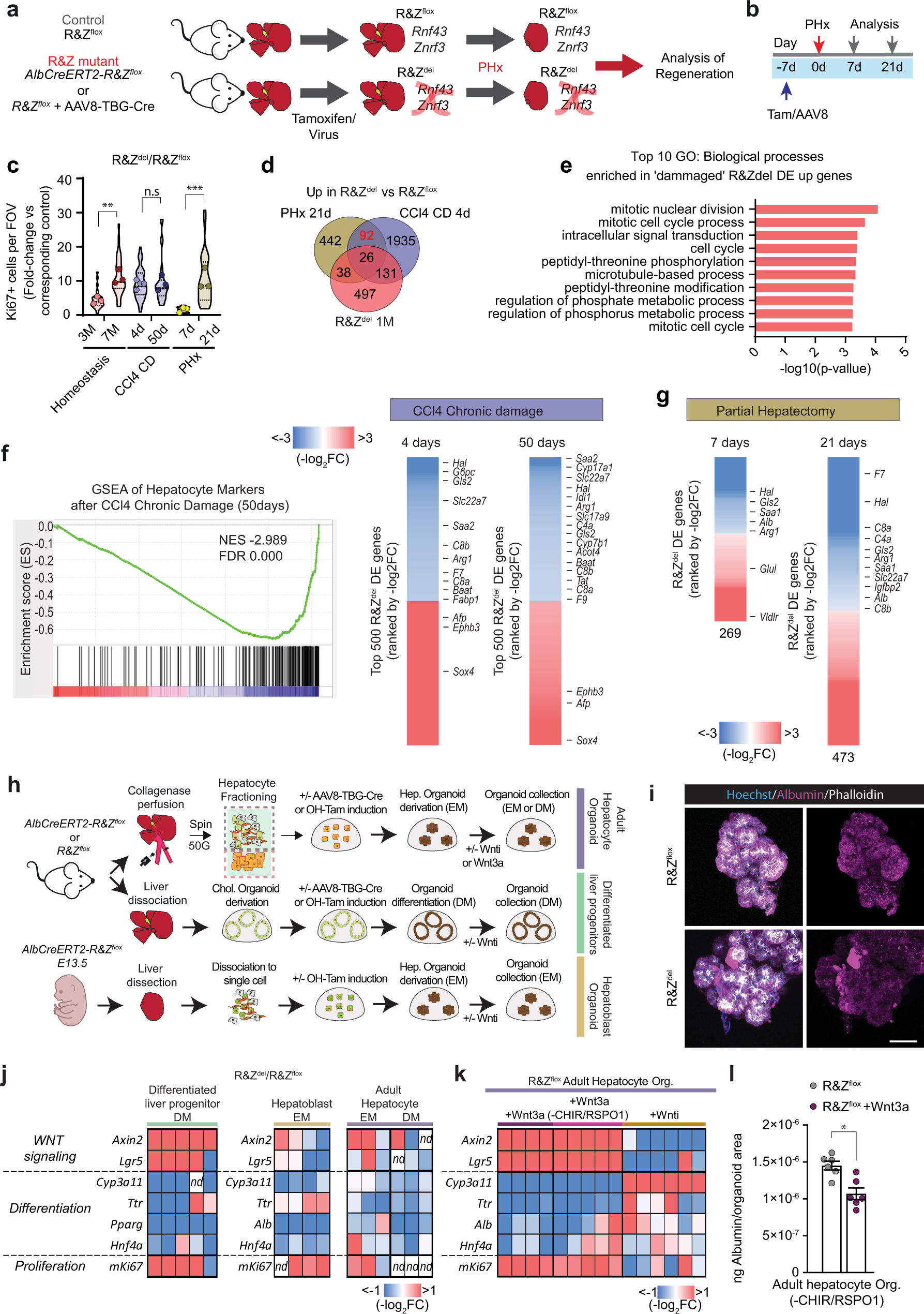 Fig. 5: Rnf43/Znrf3 loss impacts the regenerative capacity of hepatocytes by altering their proliferation/differentiation states.