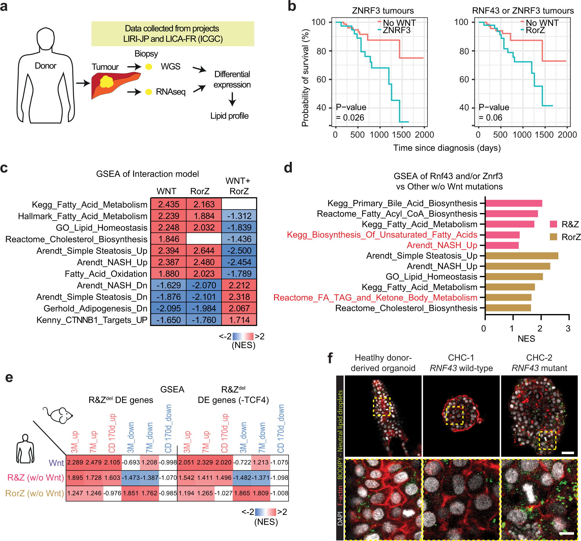 Fig. 7: Human HCC patients mutated in RNF43 and/or ZNRF3 present lipid metabolic alterations and poor prognosis.