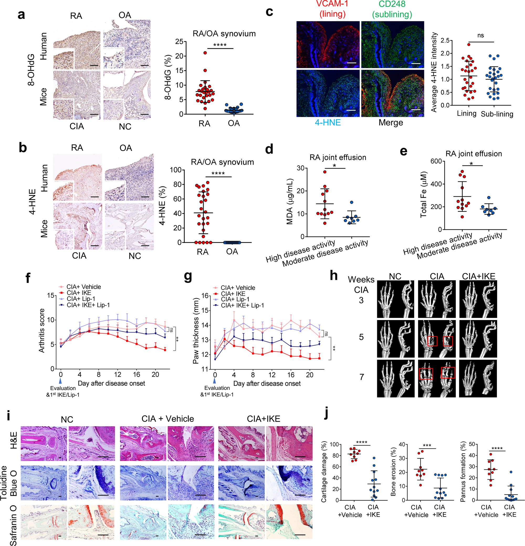 TNF antagonist sensitizes synovial fibroblasts to ferroptotic cell death in  collagen-induced arthritis mouse models | Nature Communications