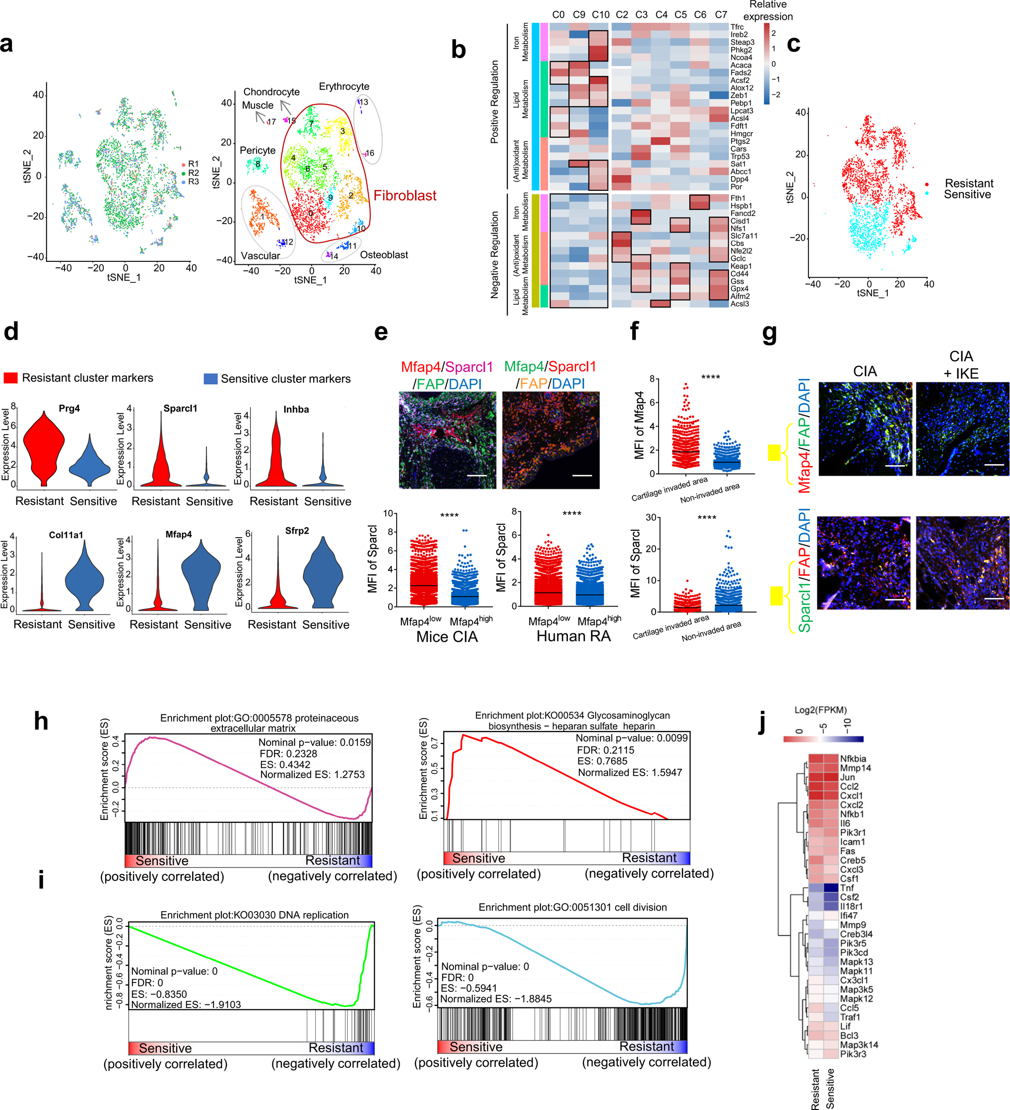 Fig. 3: Single-cell RNA sequencing reveals fibroblast subsets with distinct ferroptosis sensitivity.