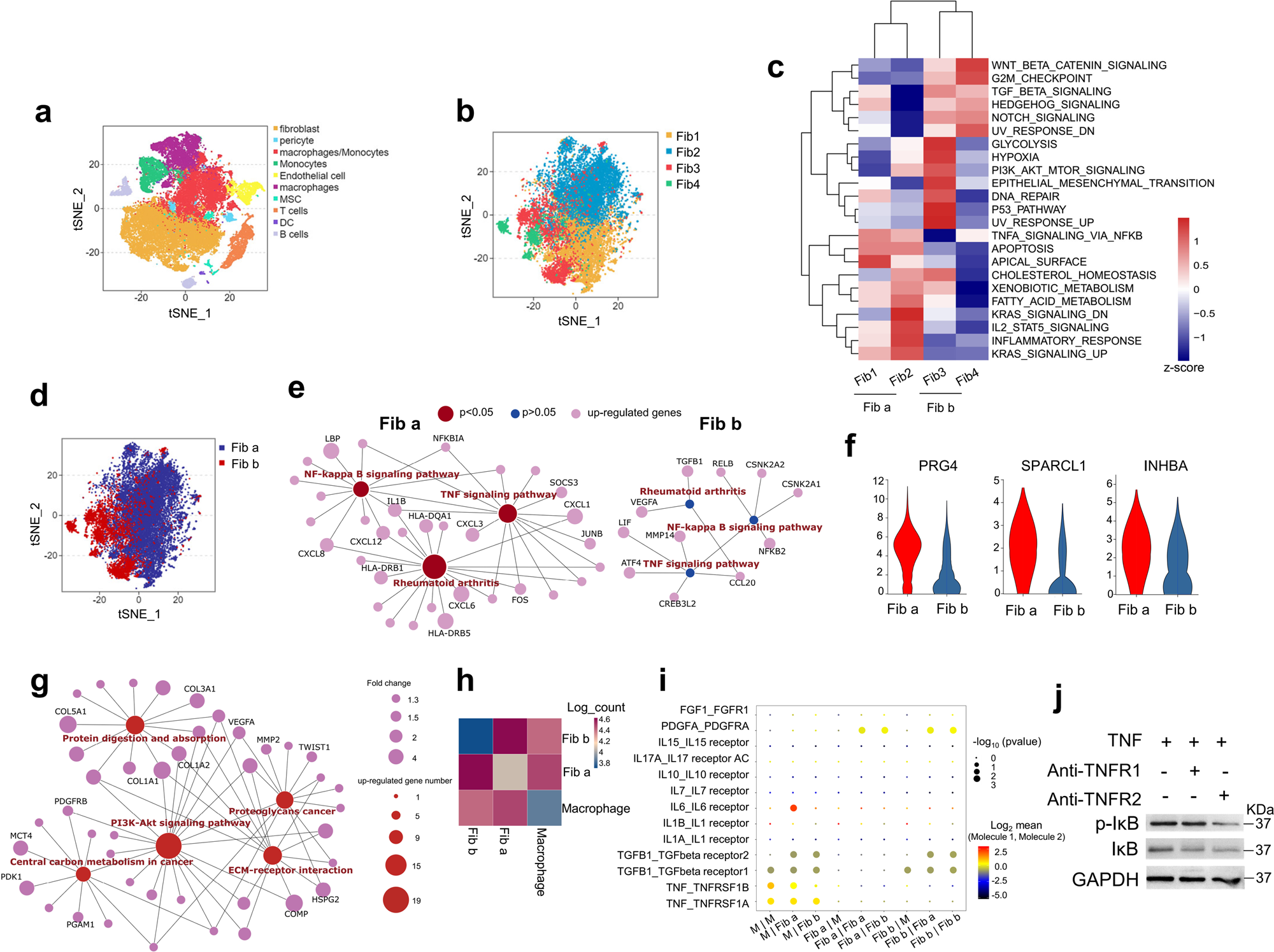 Fig. 4: Single-cell RNA sequencing reveals the crosstalk between macrophages and the fibroblast subsets through TNF signal.
