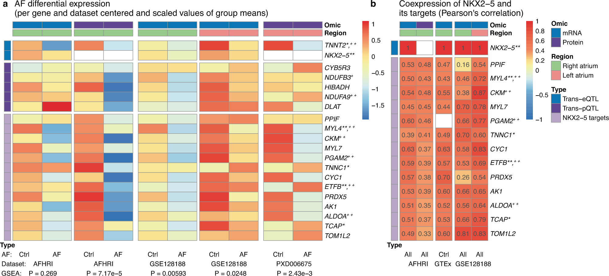Fig. 6: Replication of the core gene candidate AF association and NKX2-5 target coexpression in independent datasets.