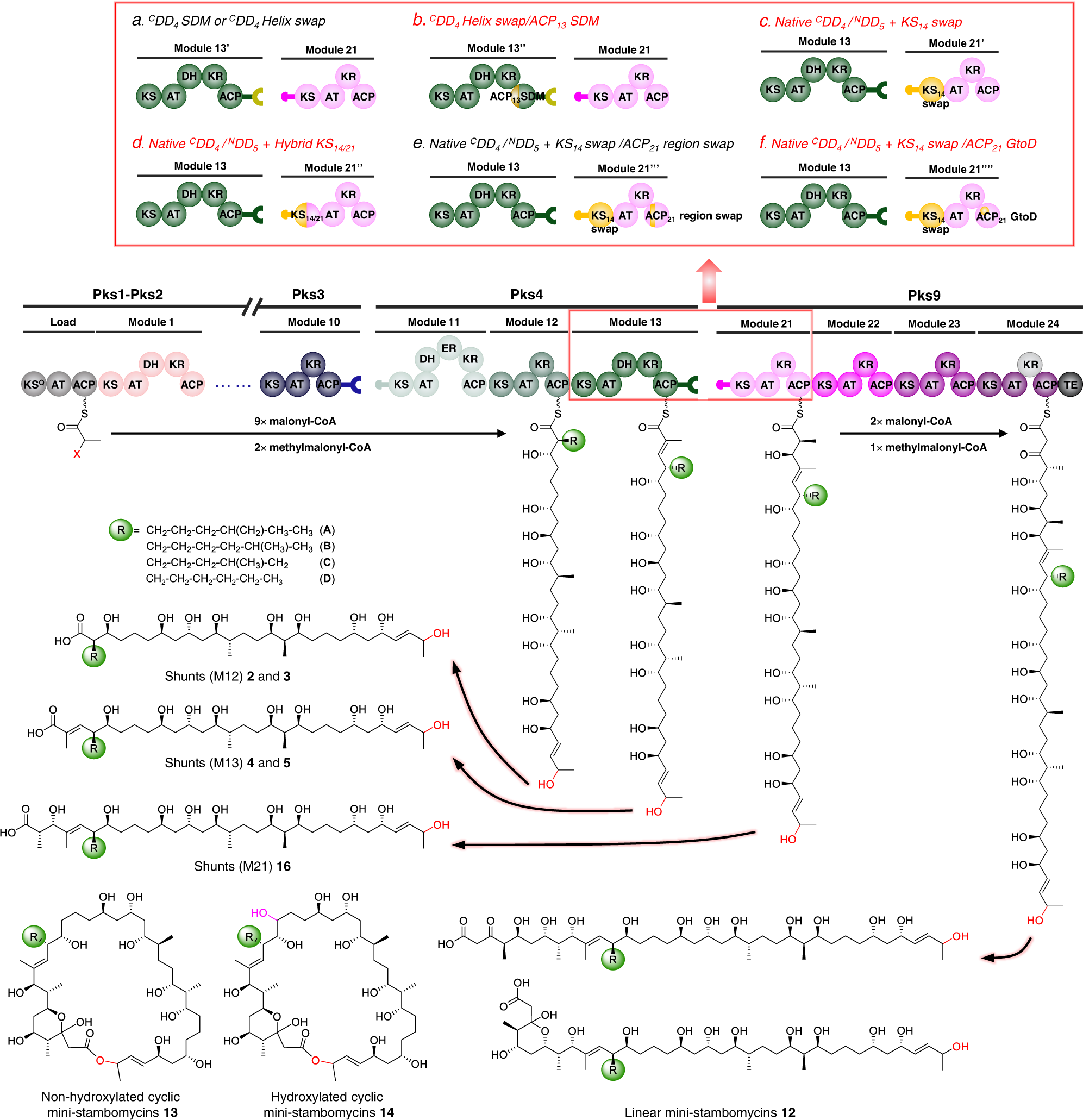 Fig. 5: Summary of the engineering strategies applied in this work to the stambomycin PKS.