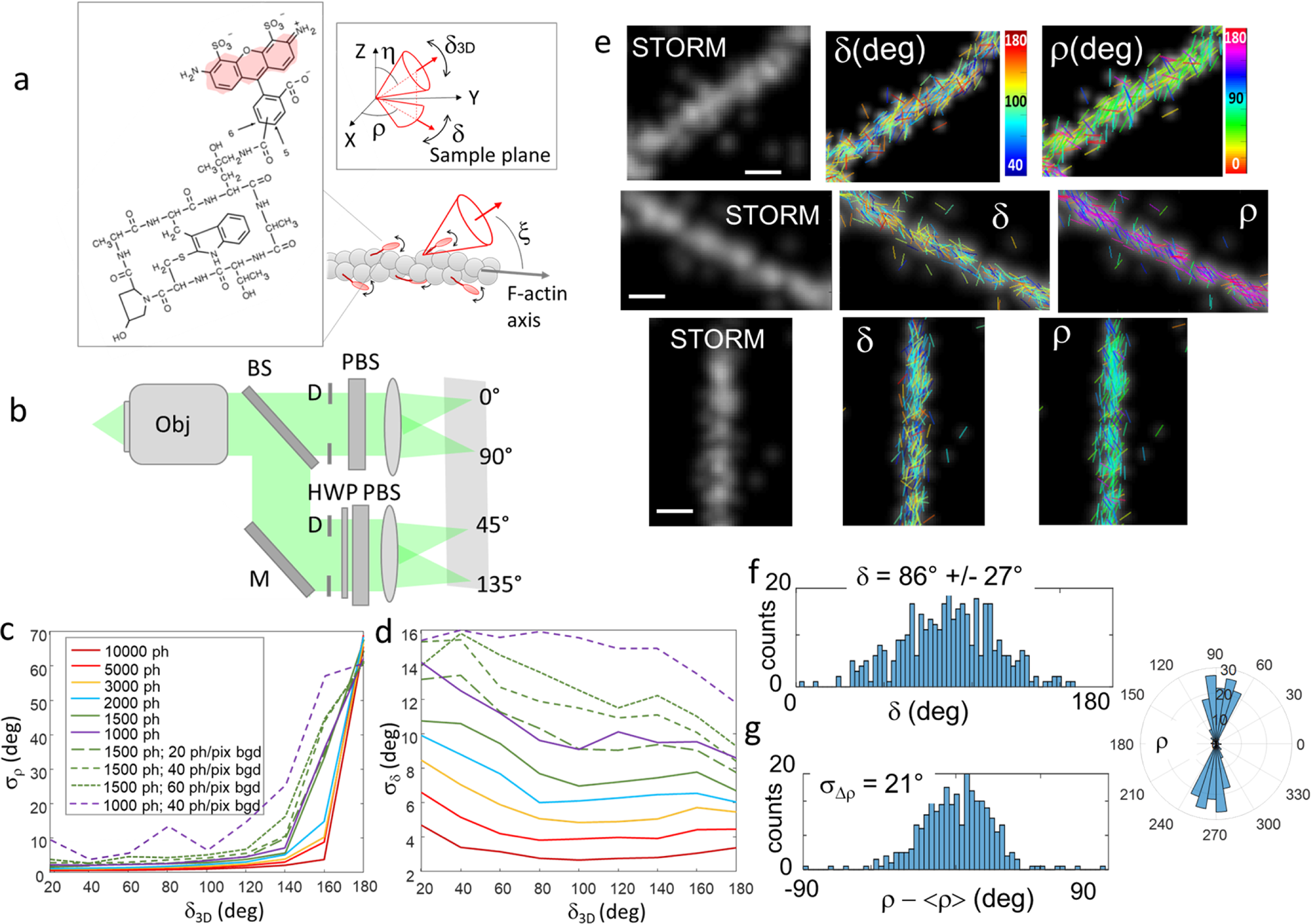 4polar-STORM polarized super-resolution imaging of actin filament  organization in cells | Nature Communications