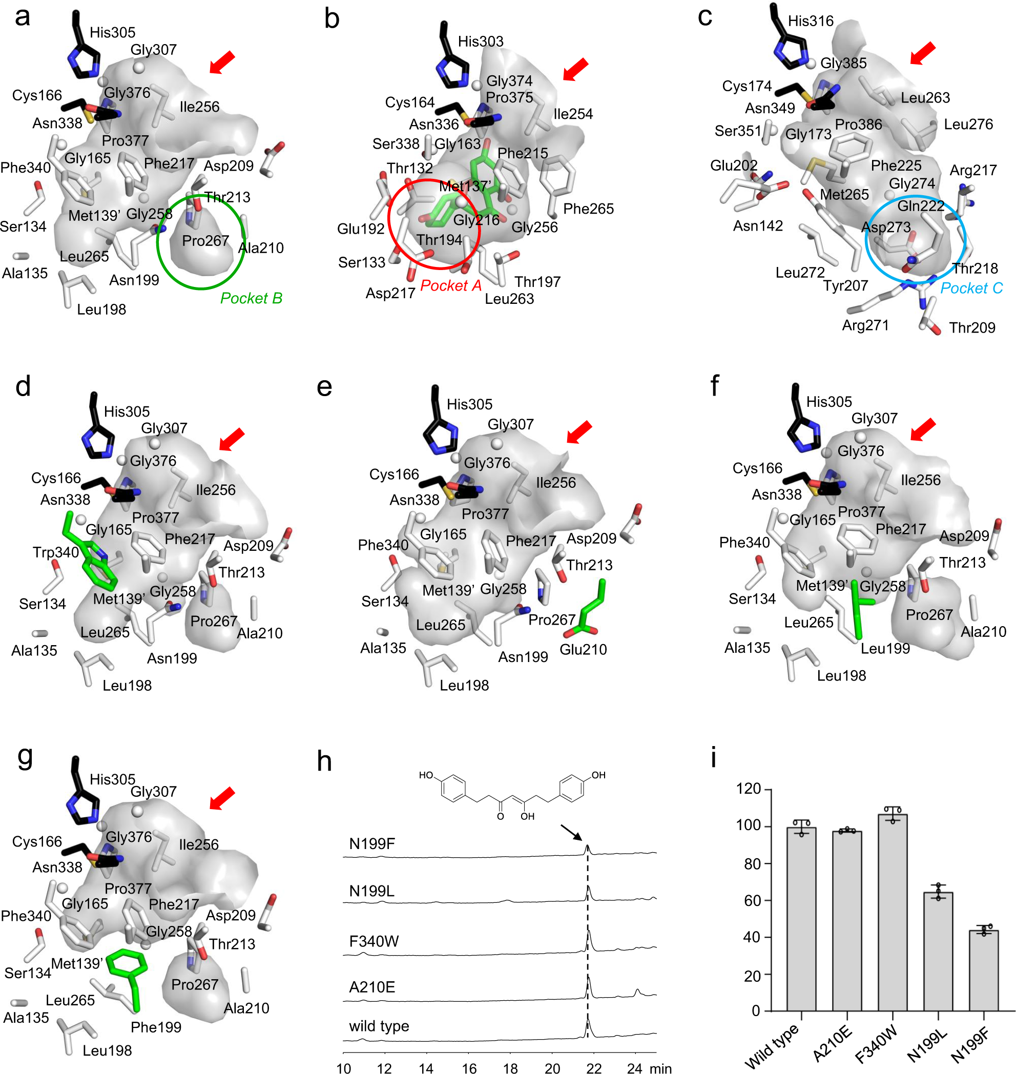 Fig. 4: Comparison of the active site topologies in the crystal structures and the activities of various PECPS mutants.