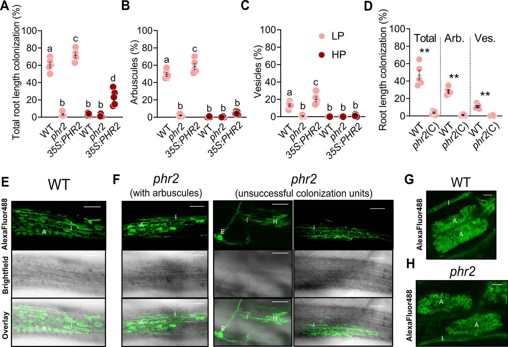 PHOSPHATE STARVATION RESPONSE transcription factors enable arbuscular  mycorrhiza symbiosis | Nature Communications