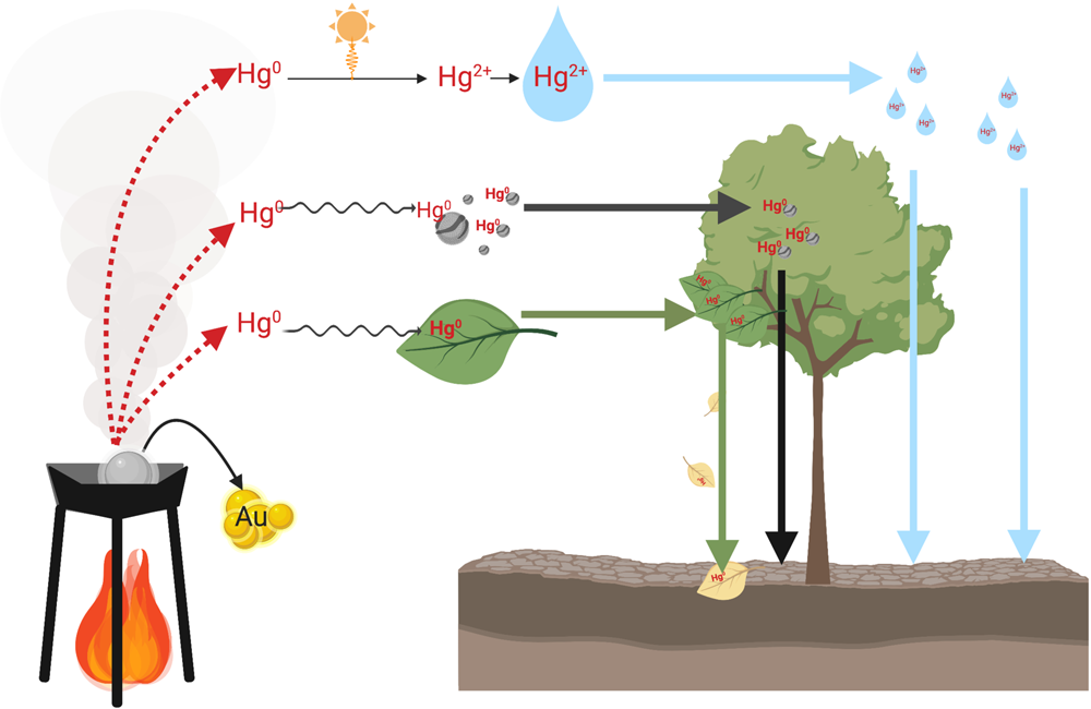 Amazon forests capture high levels of atmospheric mercury pollution from  artisanal gold mining | Nature Communications