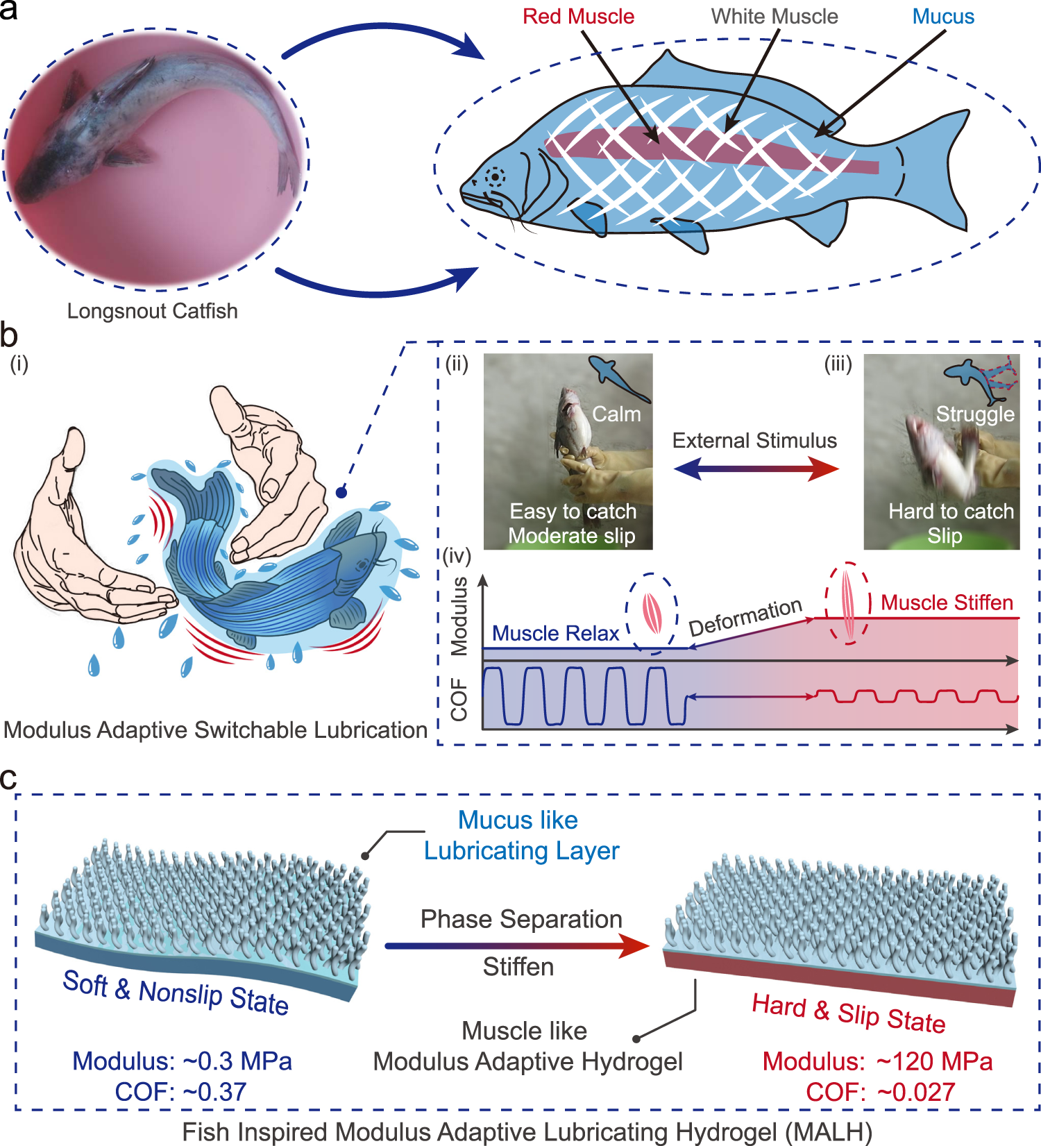 Modulus adaptive lubricating prototype inspired by instant muscle hardening  mechanism of catfish skin | Nature Communications