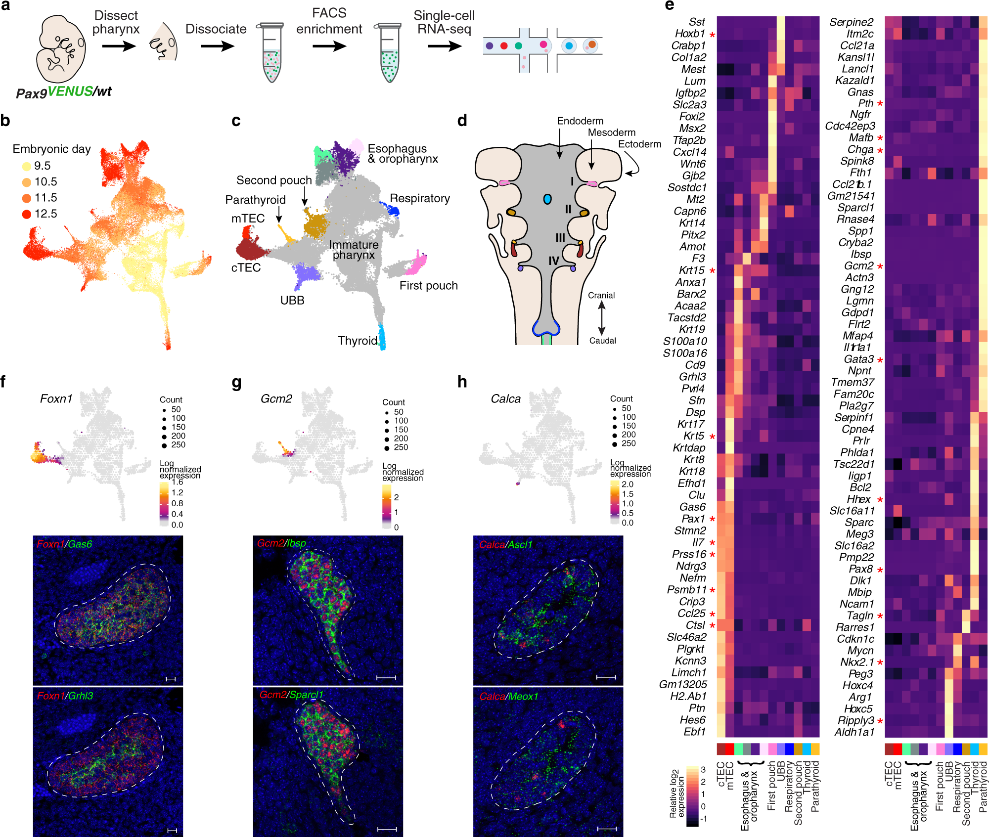 Integration of single-cell transcriptomes and chromatin landscapes reveals  regulatory programs driving pharyngeal organ development | Nature  Communications