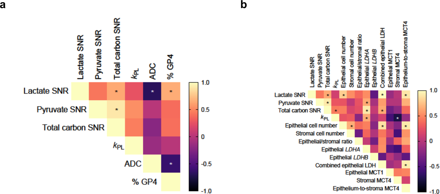 Fig. 2: Correlation analysis of HP 13C-MRI metabolic parameters, 1H-MRI-derived apparent diffusion coefficient (ADC), %GP4, tumour cell composition, and expression of MCT1, MCT4, LDHA, and LDHB.