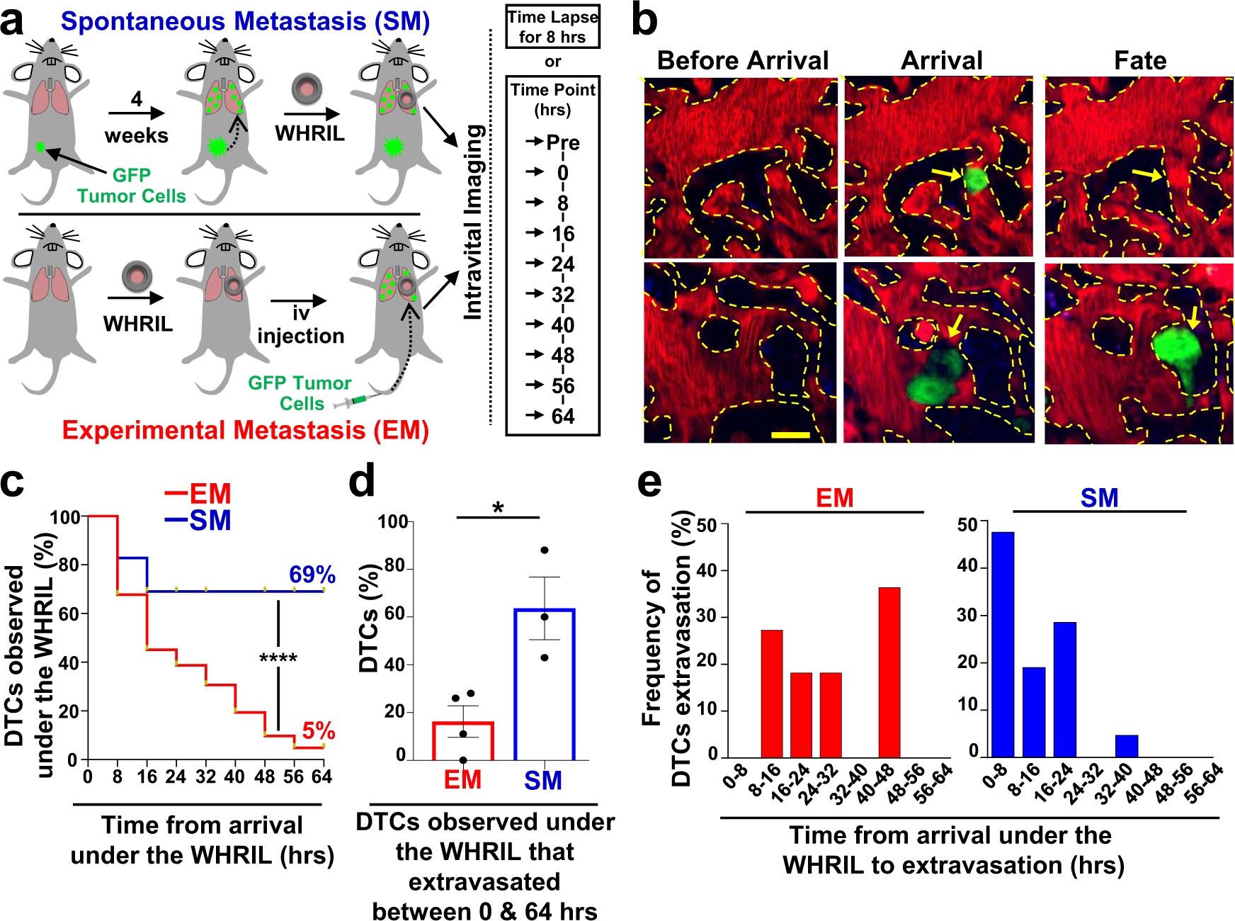 Fig. 1: Tumor cells that spontaneously disseminate from the primary tumor to the lung have a drastically increased metastatic efficiency compared to intravenously injected tumor cells.