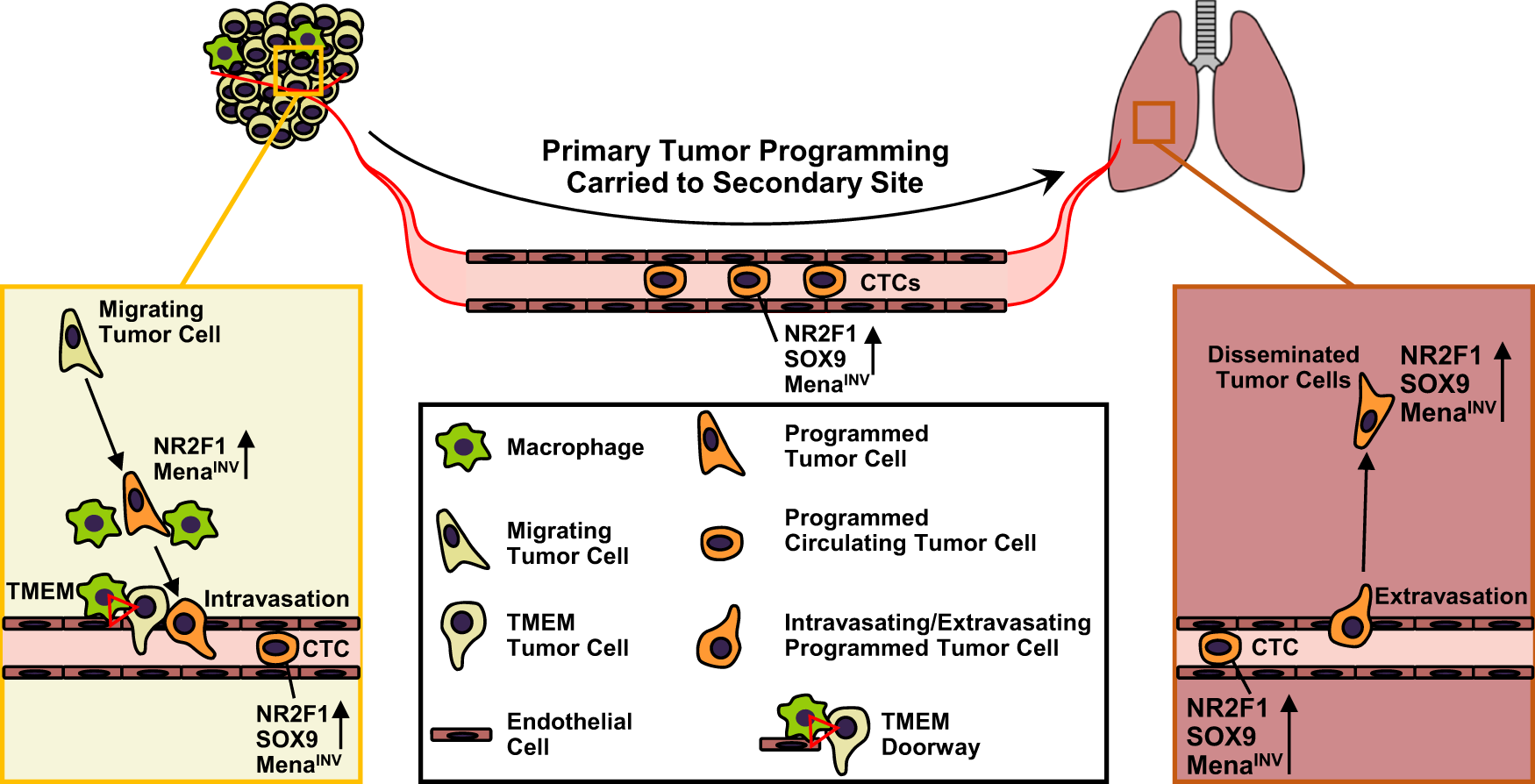 Fig. 9: Model illustrating how the presence of a primary tumor programs disseminated tumor cells for stemness and dormancy at the secondary site. Left Panel: Within the primary tumor, migrating tumor cells are attracted to blood vessels.
