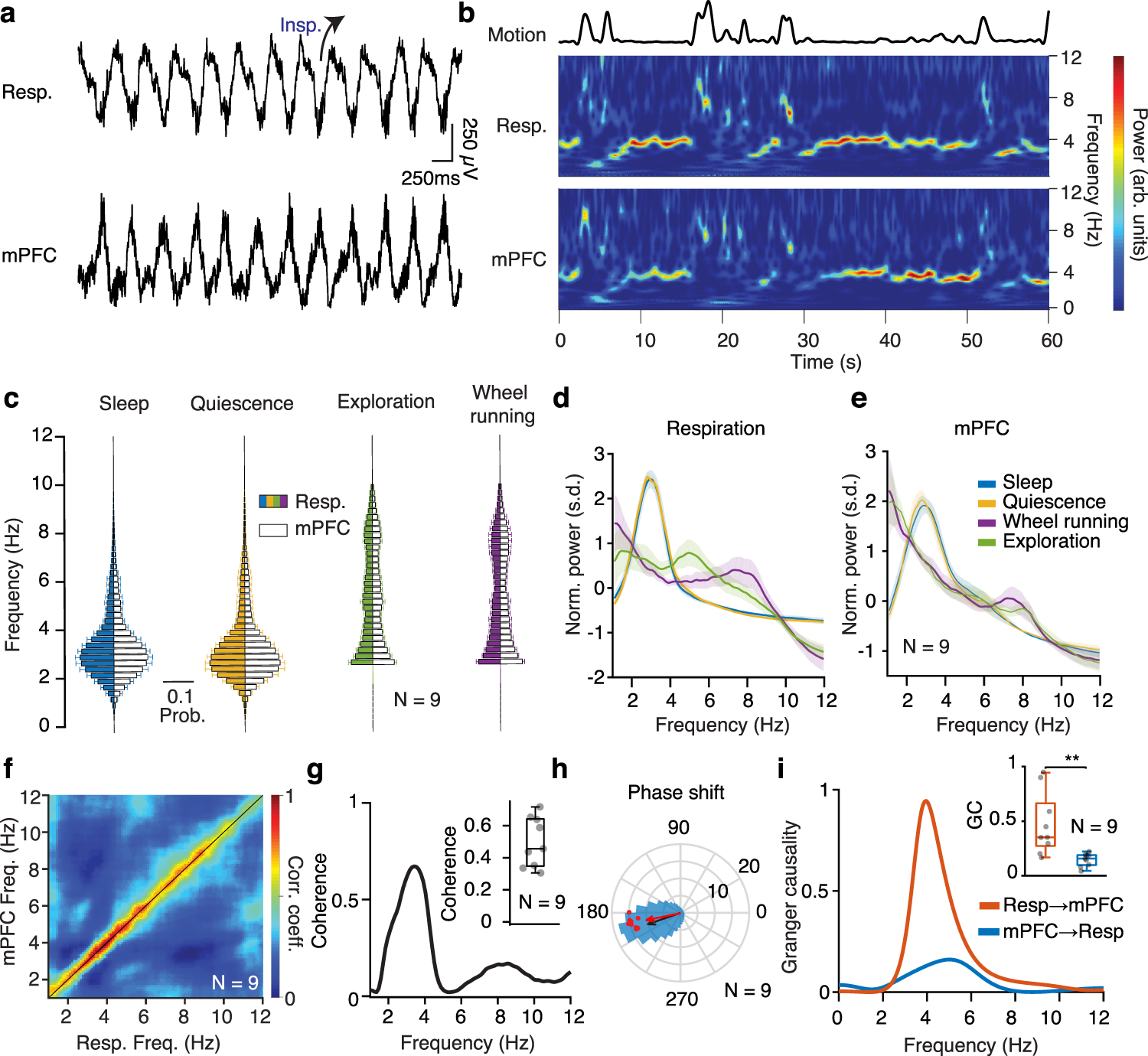 Breathing coordinates cortico-hippocampal dynamics in mice during offline  states | Nature Communications