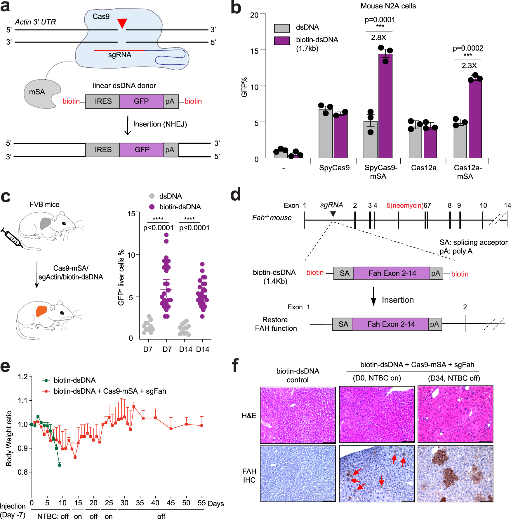 Genome-wide detection of CRISPR editing in vivo using GUIDE-tag | Nature  Communications