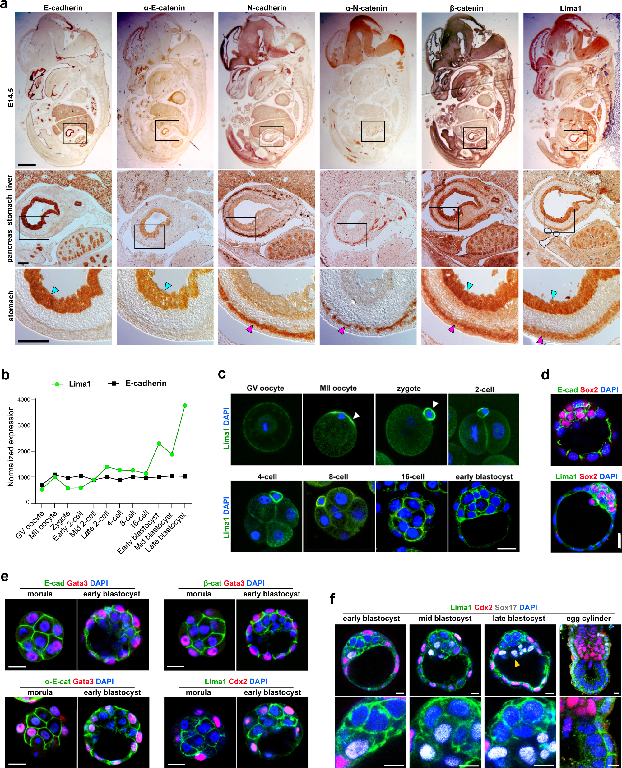IB Biology 1.6 & 1.1 Slides: Mitosis & Stem Cells
