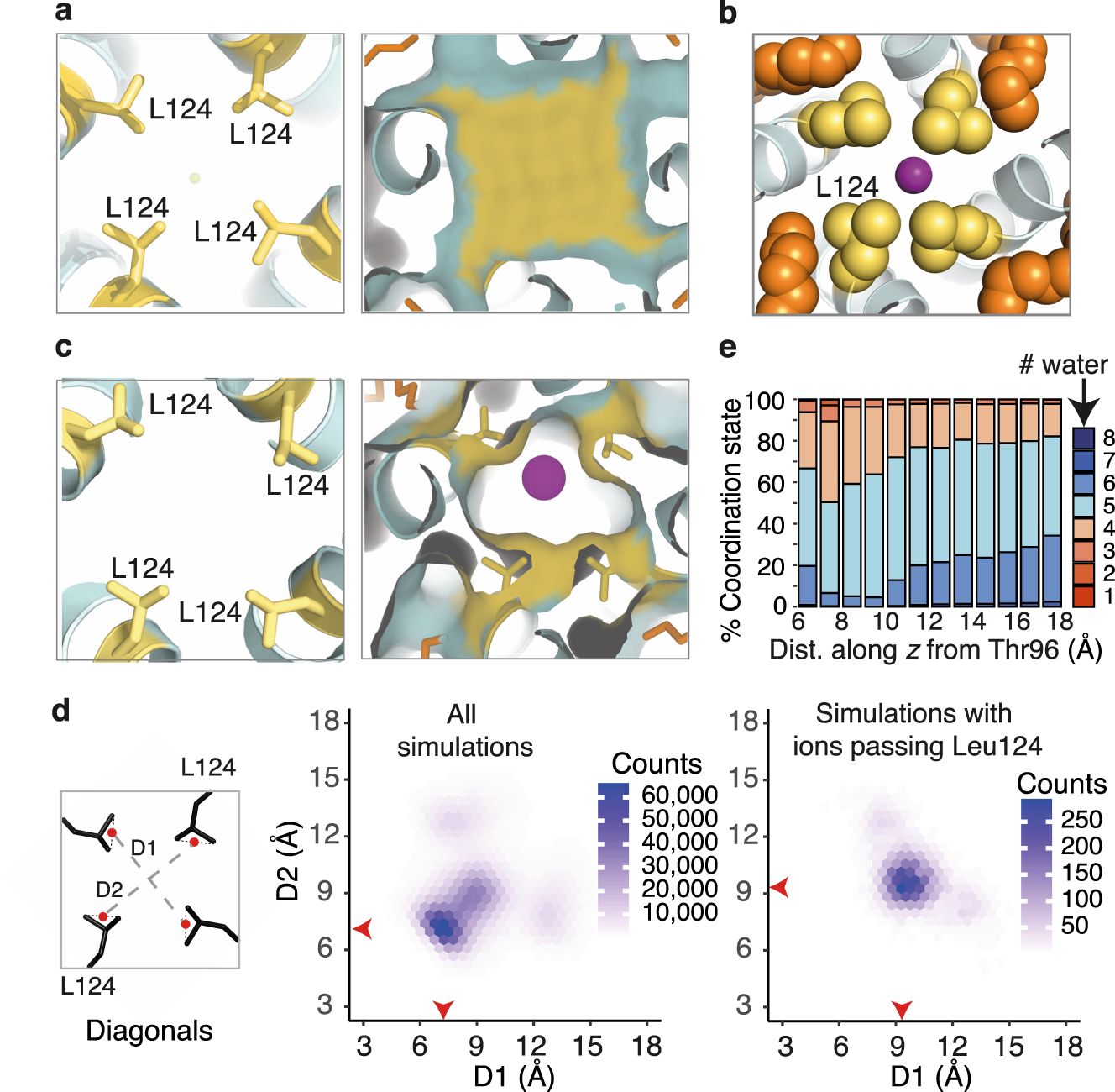 Fig. 2: Competition for the aliphatic side chains of Leu124 by extended alkyl chains in the fenestrations is sufficient to disrupt the leucine collar and allow K+ to pass.