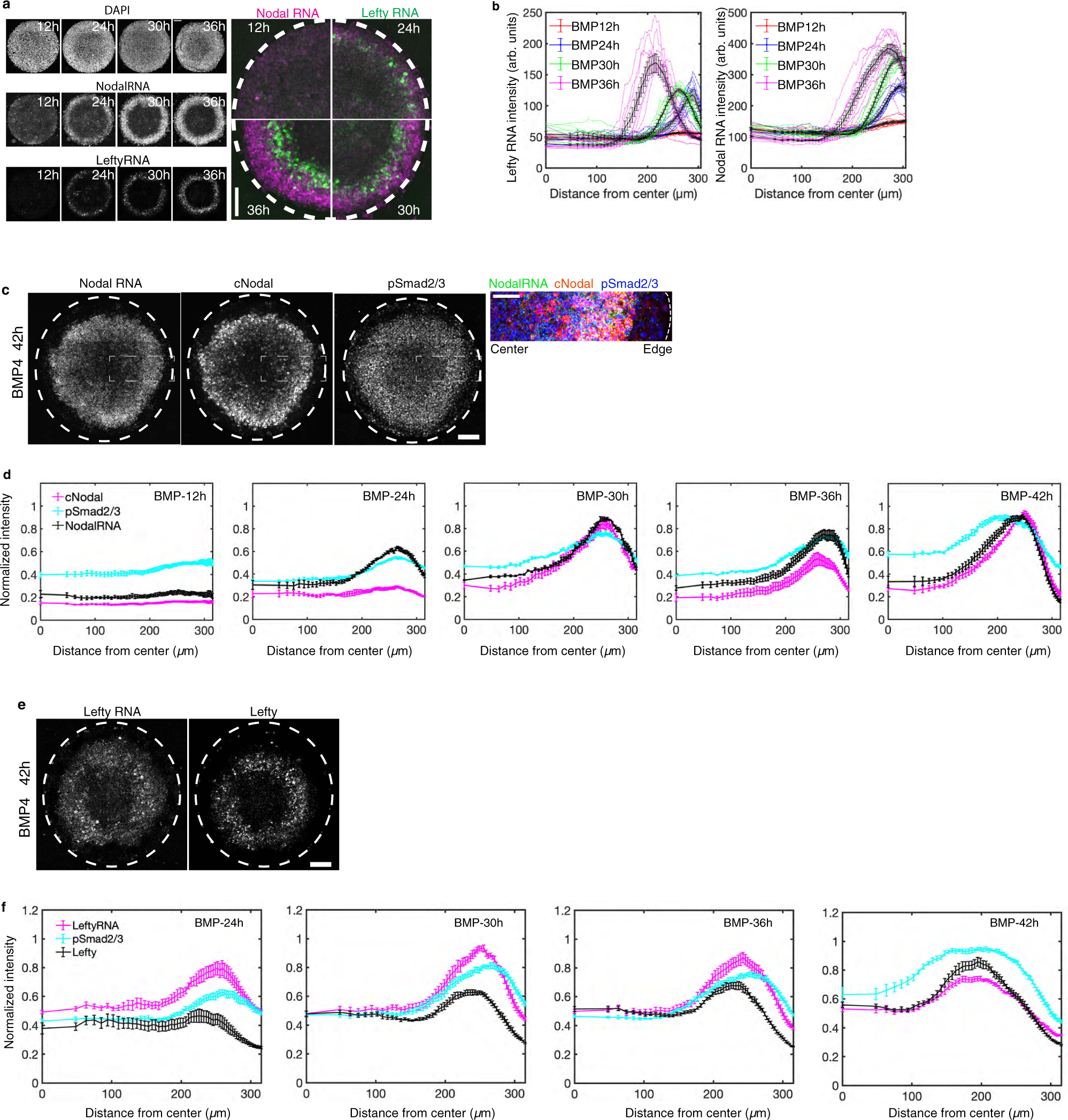 Fig. 4: Nodal and Lefty spread via a relay mechanism in 2D-gastruloids.