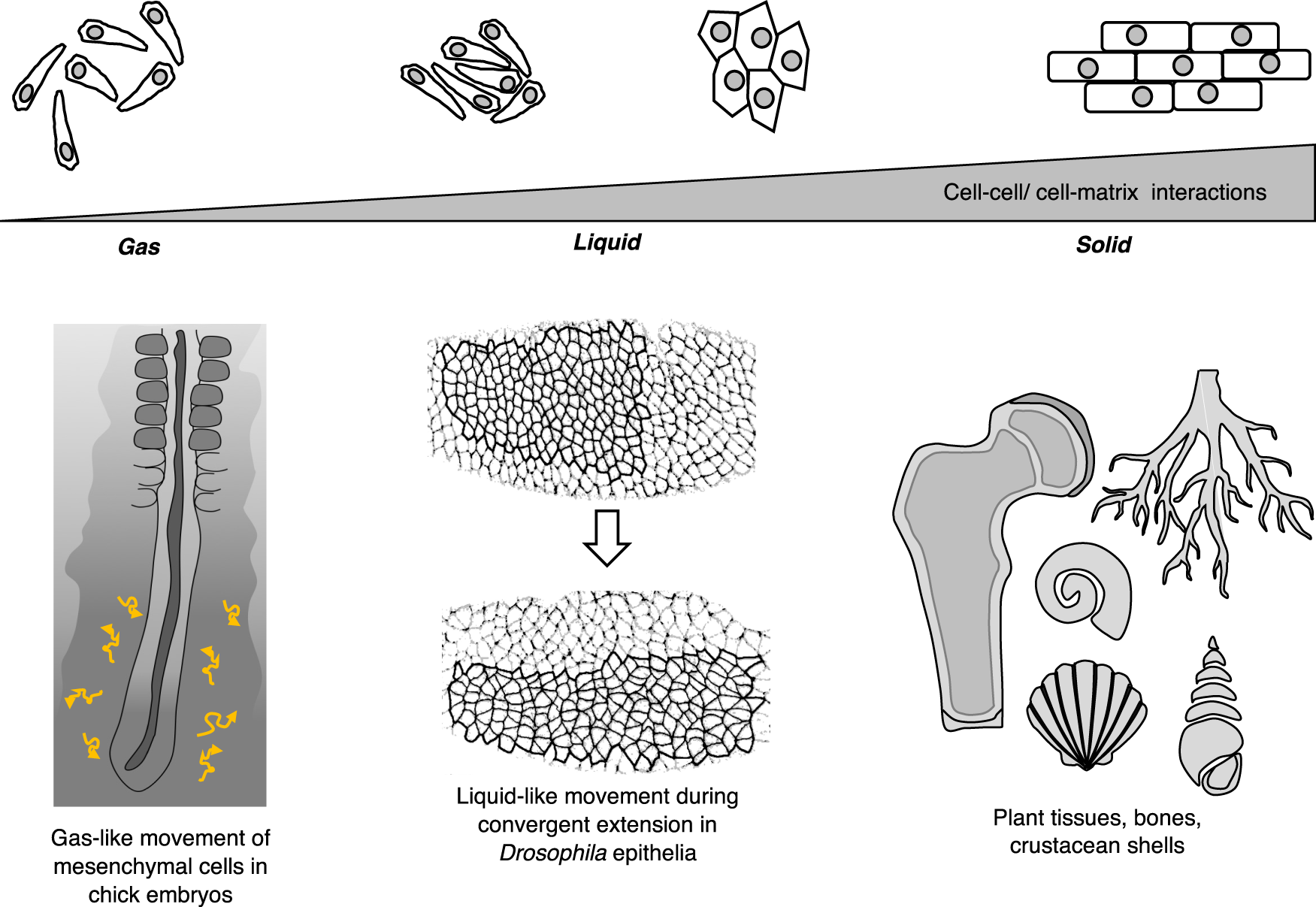 Bird embryos respond to adult warning calls inside their shells