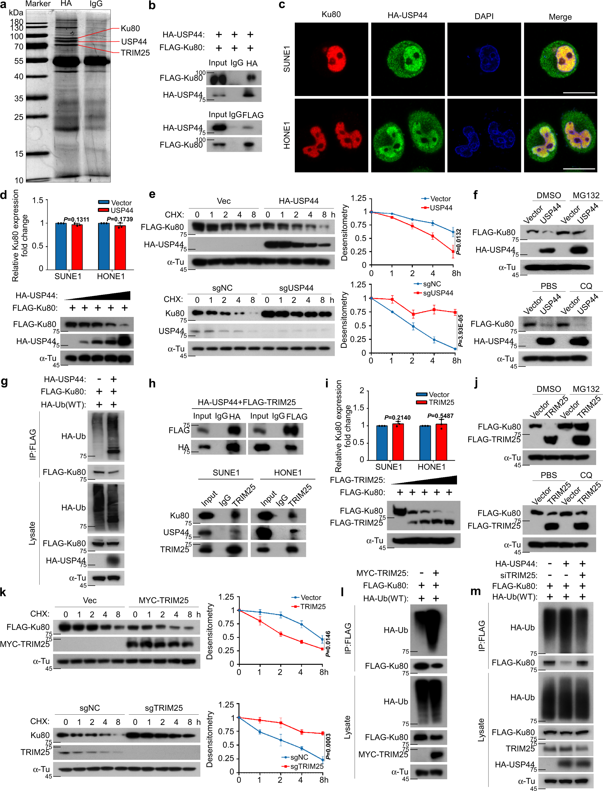 Fig. 3: USP44 ubiquitinates and degrades Ku80 by recruiting TRIM25.