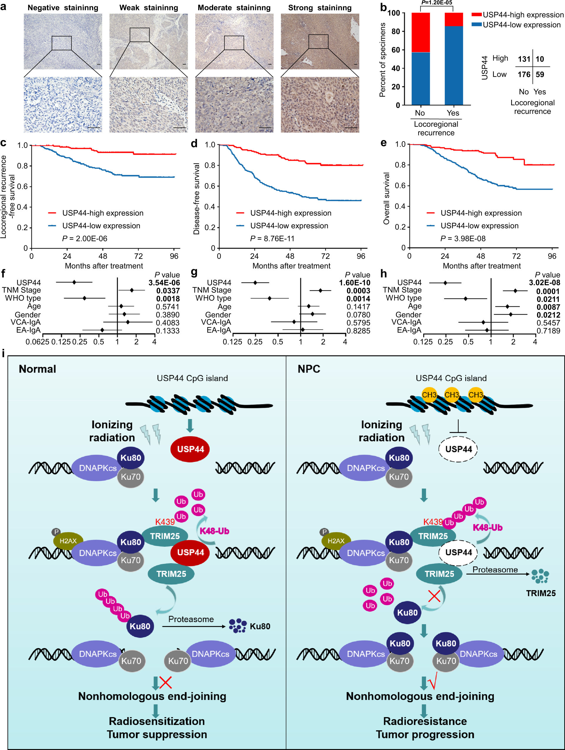 Fig. 8: Low expression of USP44 indicates a poor prognosis and is associated with tumour relapse in NPC patients.