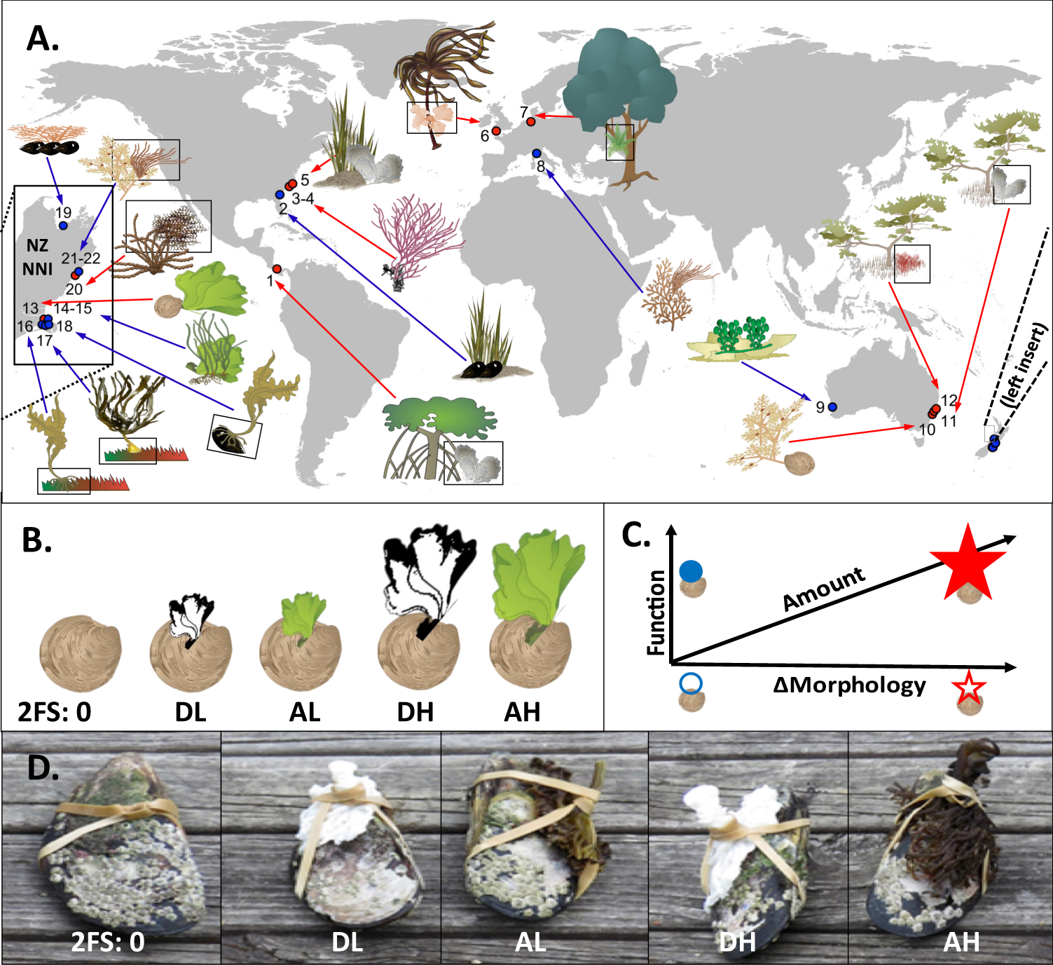 Heterogeneity within and among co-occurring foundation species increases  biodiversity | Nature Communications