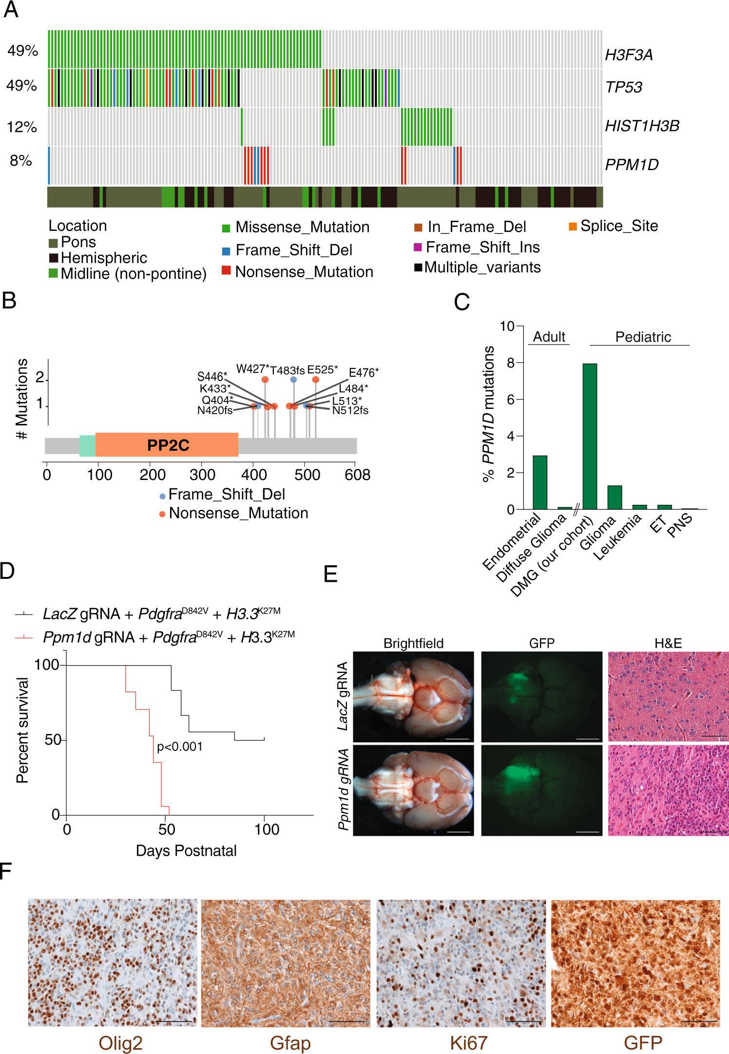Fig. 1: PPM1D mutations are oncogenic drivers of DMGs.