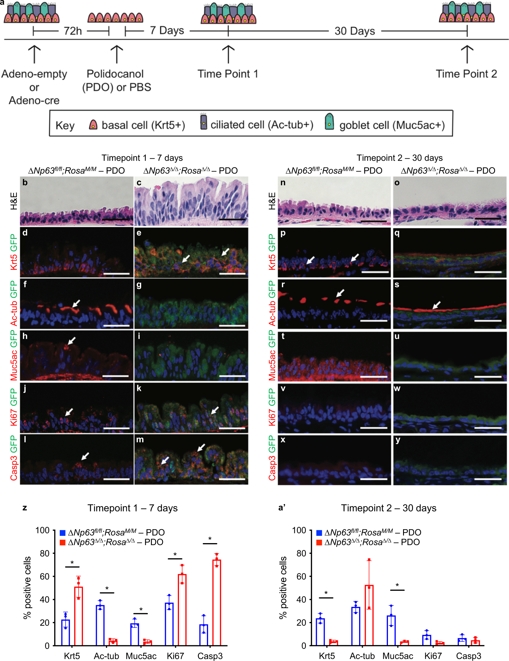 Fig. 3: ΔNp63 is required for the regeneration and terminal differentiation of the tracheal epithelium.