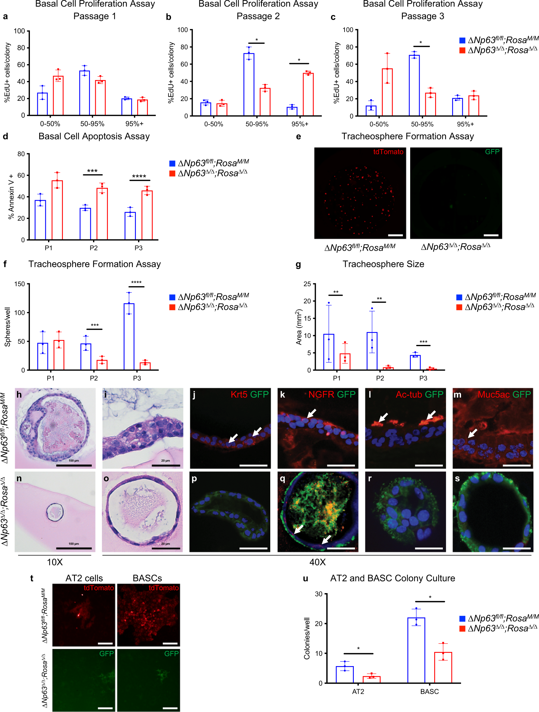 Fig. 4: ΔNp63 is required for self-renewal of basal and distal lung stem cells.