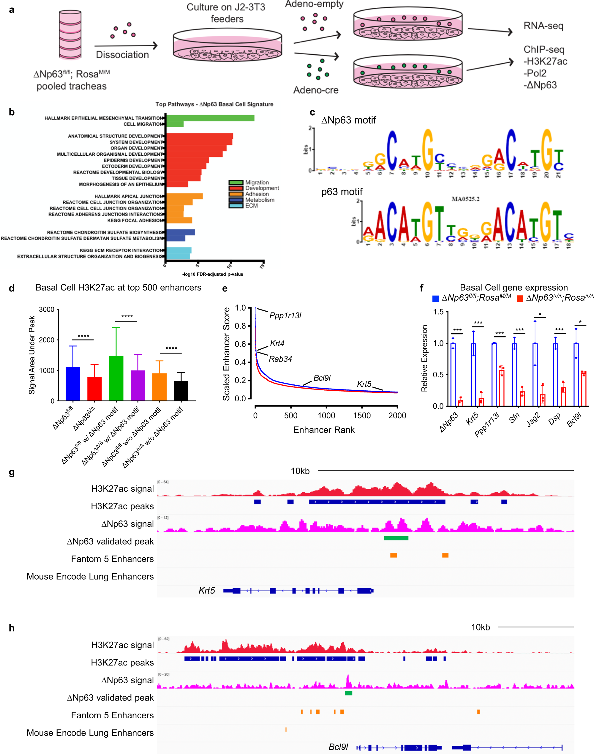 Fig. 5: ΔNp63 regulates the enhancer landscape of cell identity genes in basal cells of the trachea.