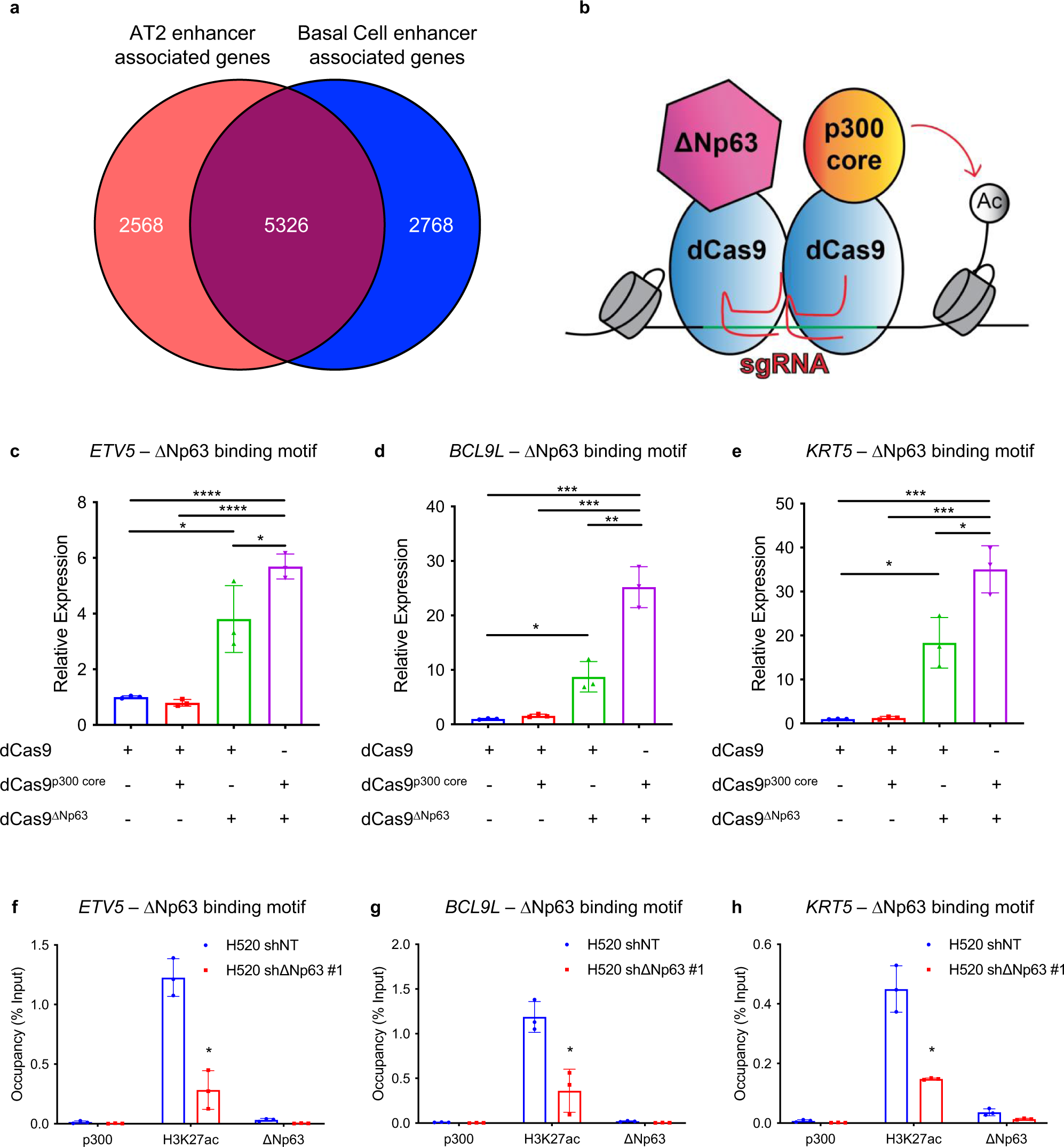 Fig. 7: ∆Np63 regulates a common set of enhancer-associated genes in tracheal basal cells, AT2 cells and LUAD.