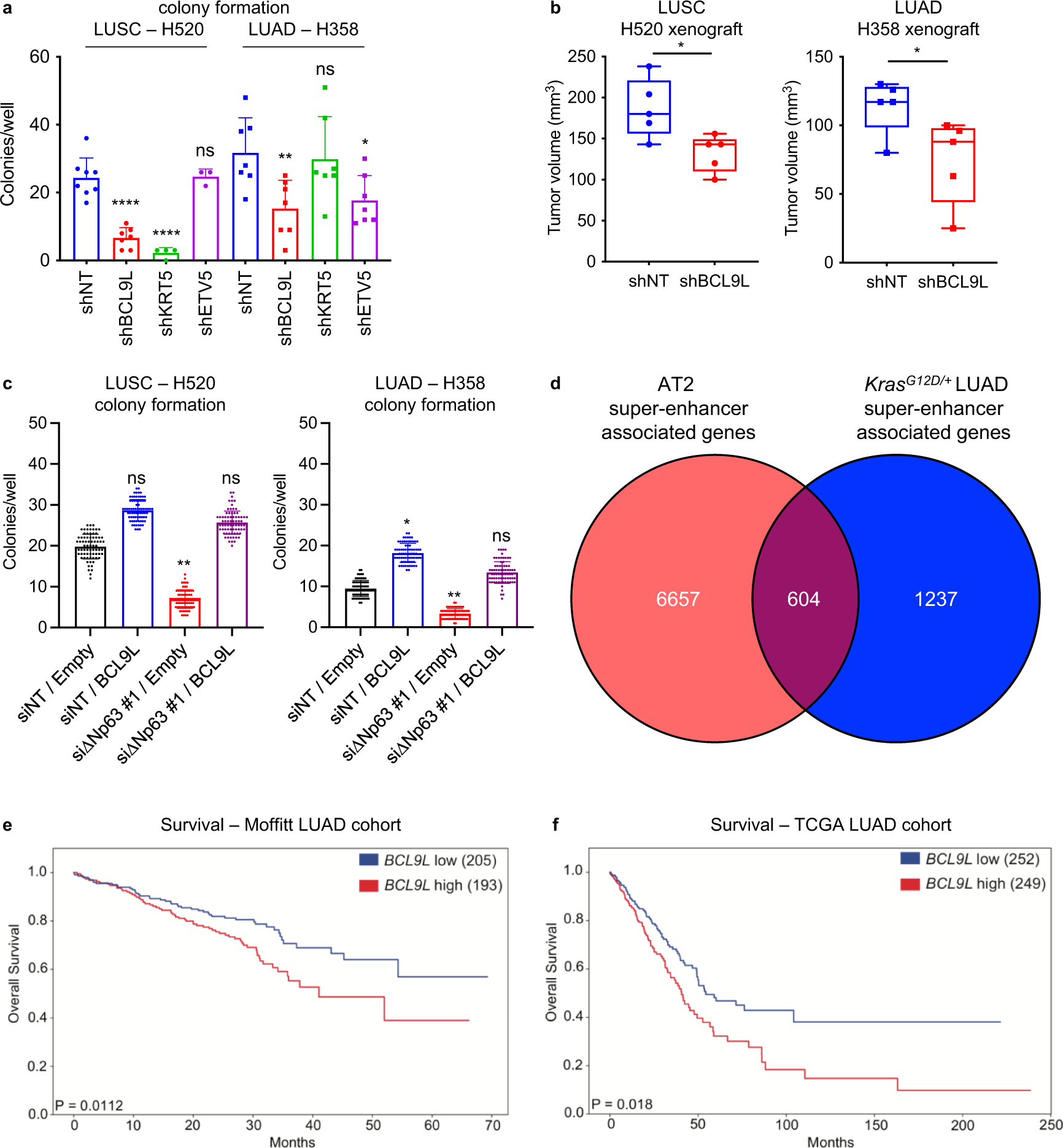 Fig. 8: BCL9L mediates the oncogenic activities of ∆Np63 and is critical for maintenance of LUSC and LUAD.