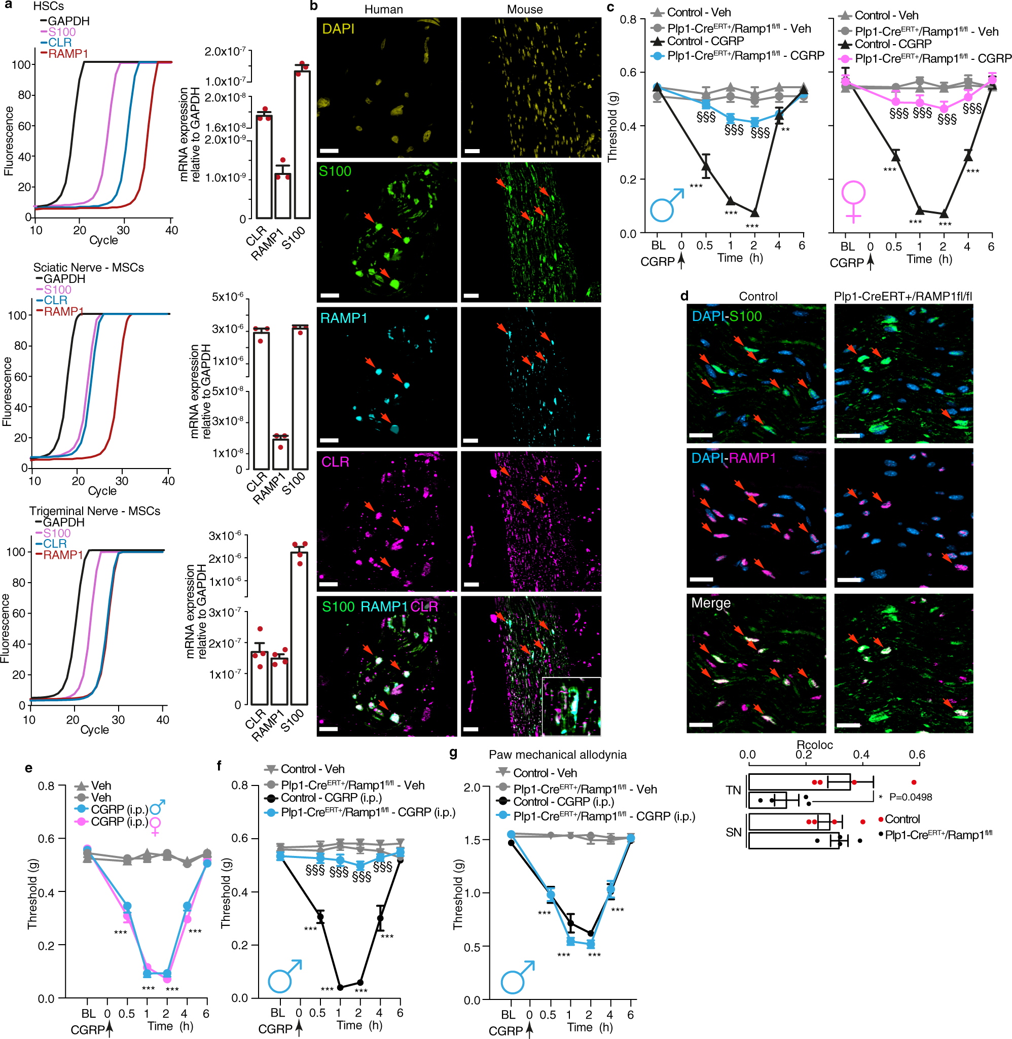 Fig. 1: Schwann cell RAMP1 mediates PMA evoked by CGRP.