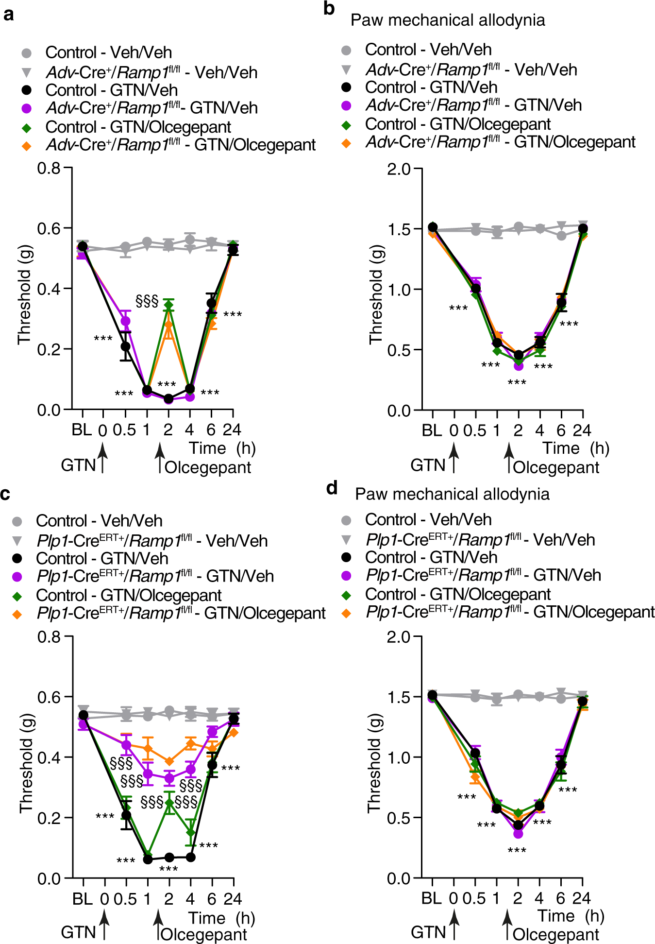Fig. 3: GTN induces PMA via CGRP released from periorbital trigeminal terminals and, CLR/RAMP1 in Schwann cells.