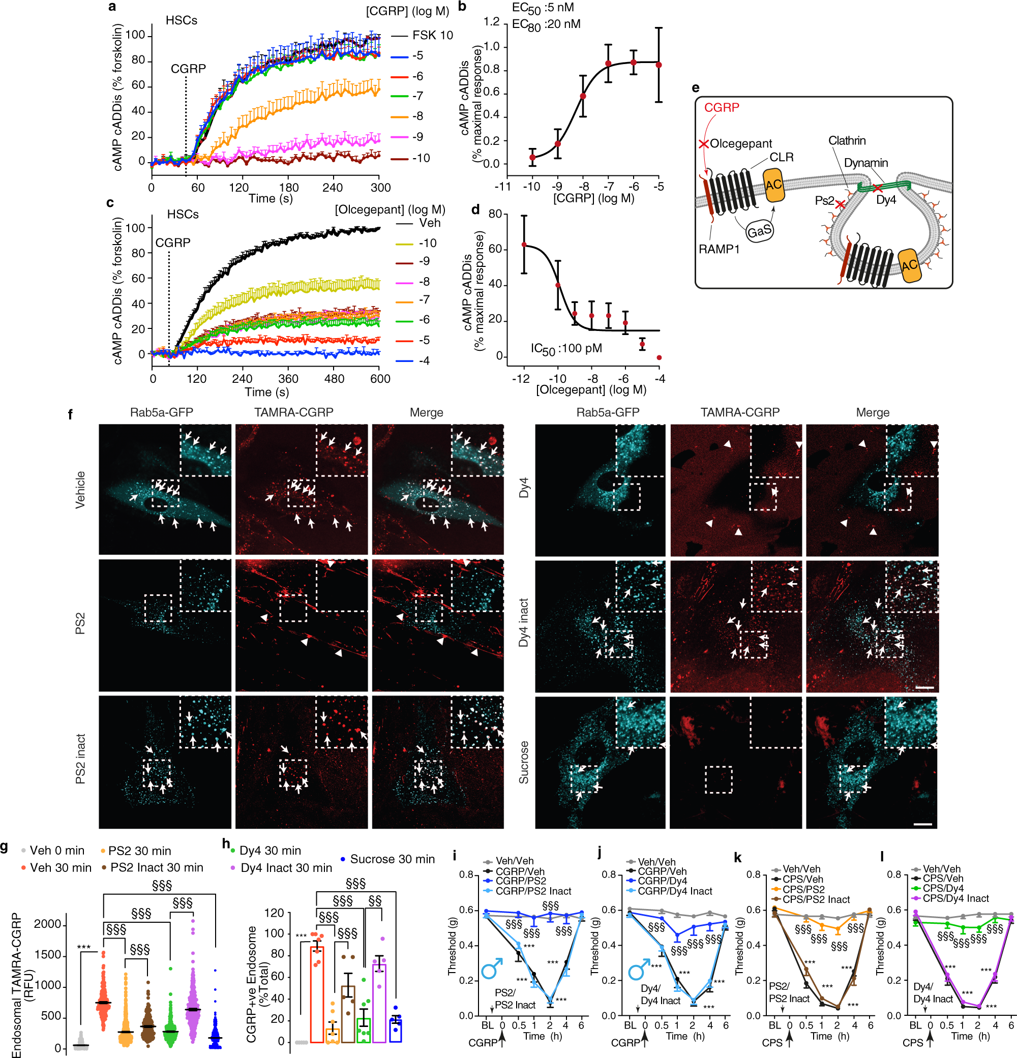 Fig. 4: Functional CLR/RAMP1 is expressed by HSCs and undergoes clathrin- and dynamin-mediated endocytosis, which underlies nociception.
