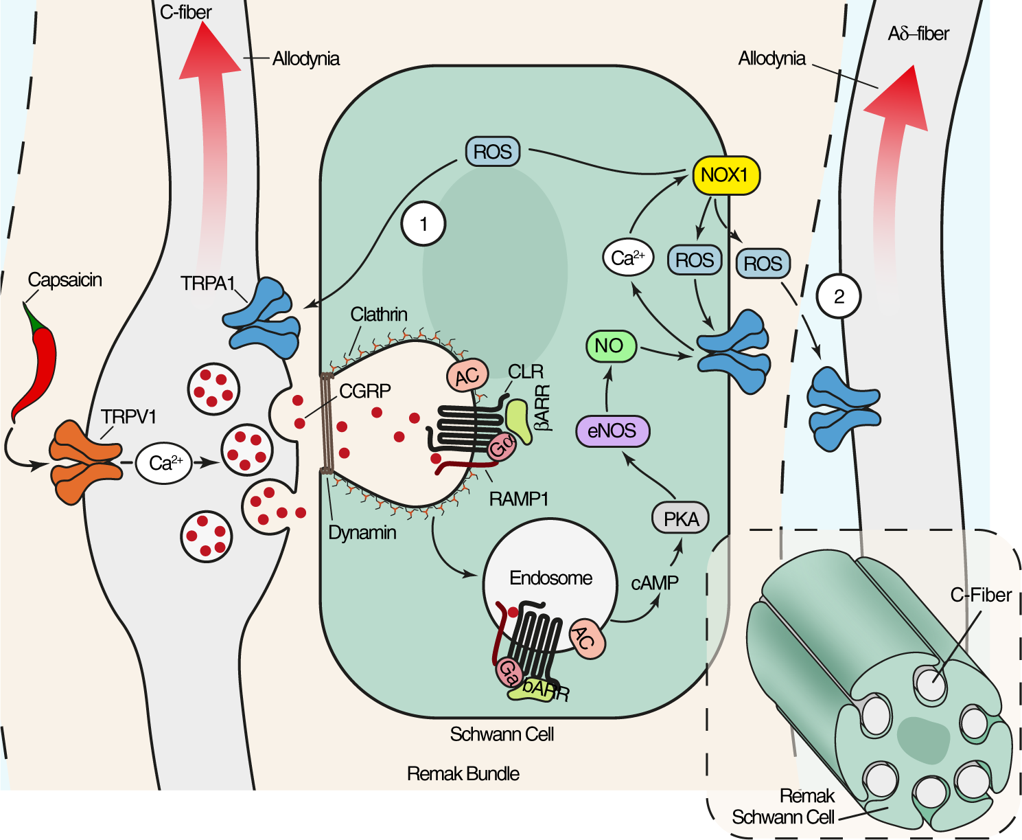 Fig. 9: Schematic representation of the pathway that signal prolonged cutaneous allodynia elicited by CGRP released and associated with neurogenic inflammation.
