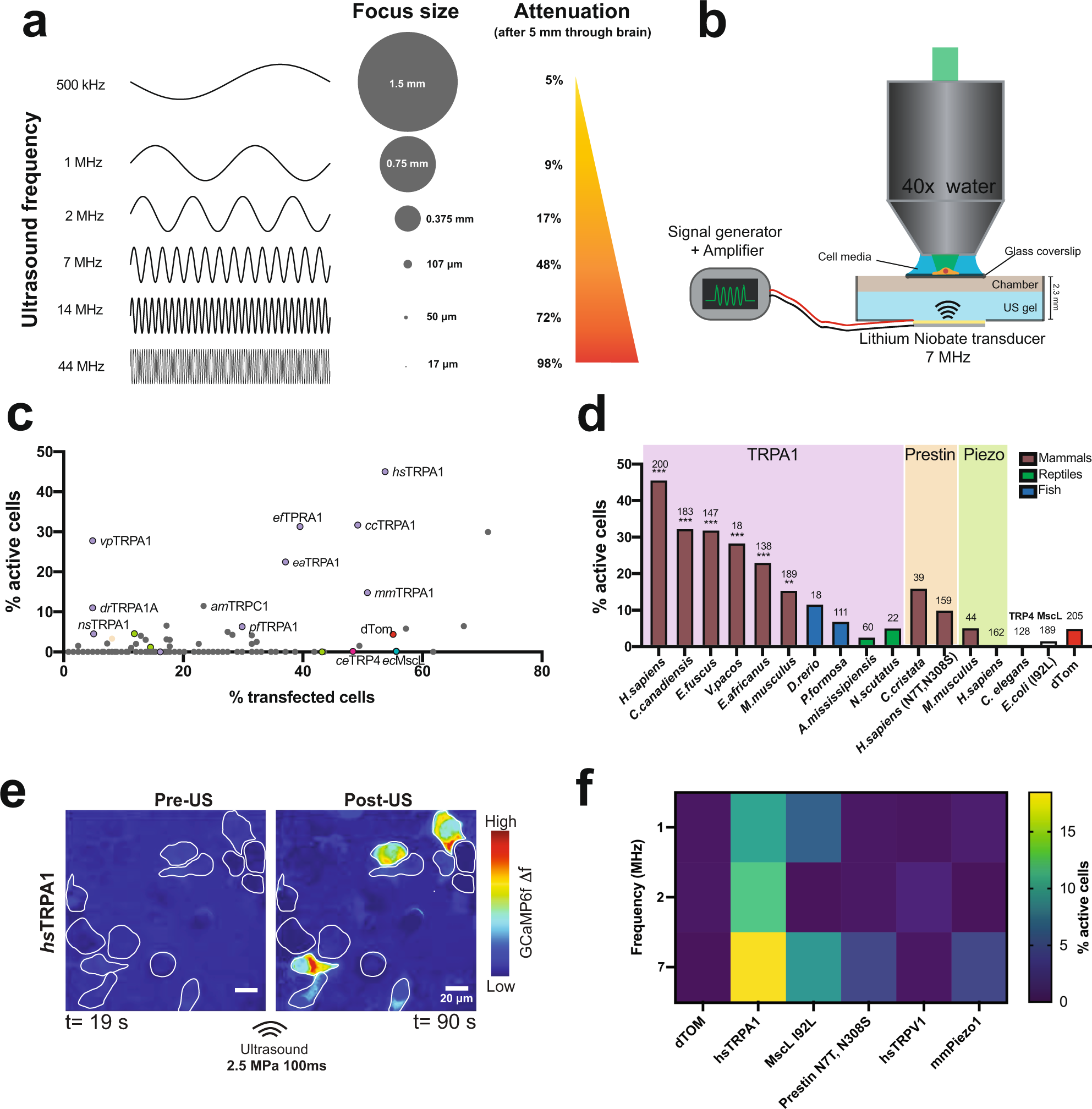 Sonogenetic control of mammalian cells using exogenous Transient Receptor  Potential A1 channels | Nature Communications