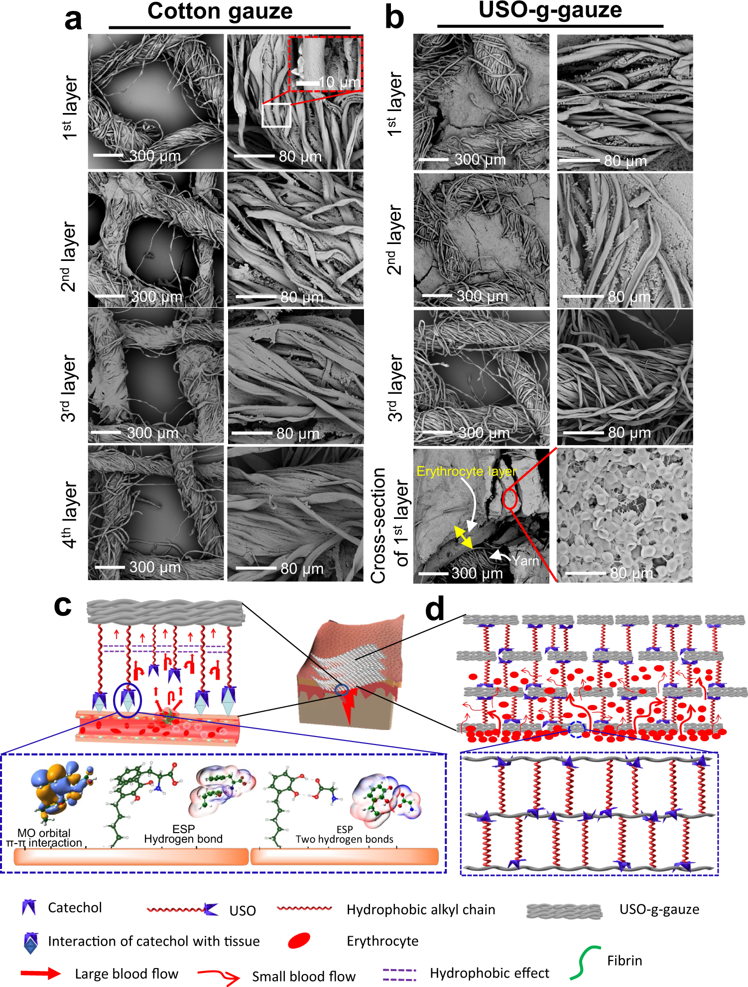 Fig. 8: Aggregation of erythrocytes on cotton gauze and USO-g-gauze after hemostasis in the rat femoral artery injury model; and hemostatic mechanism diagram of USO-g-gauze.