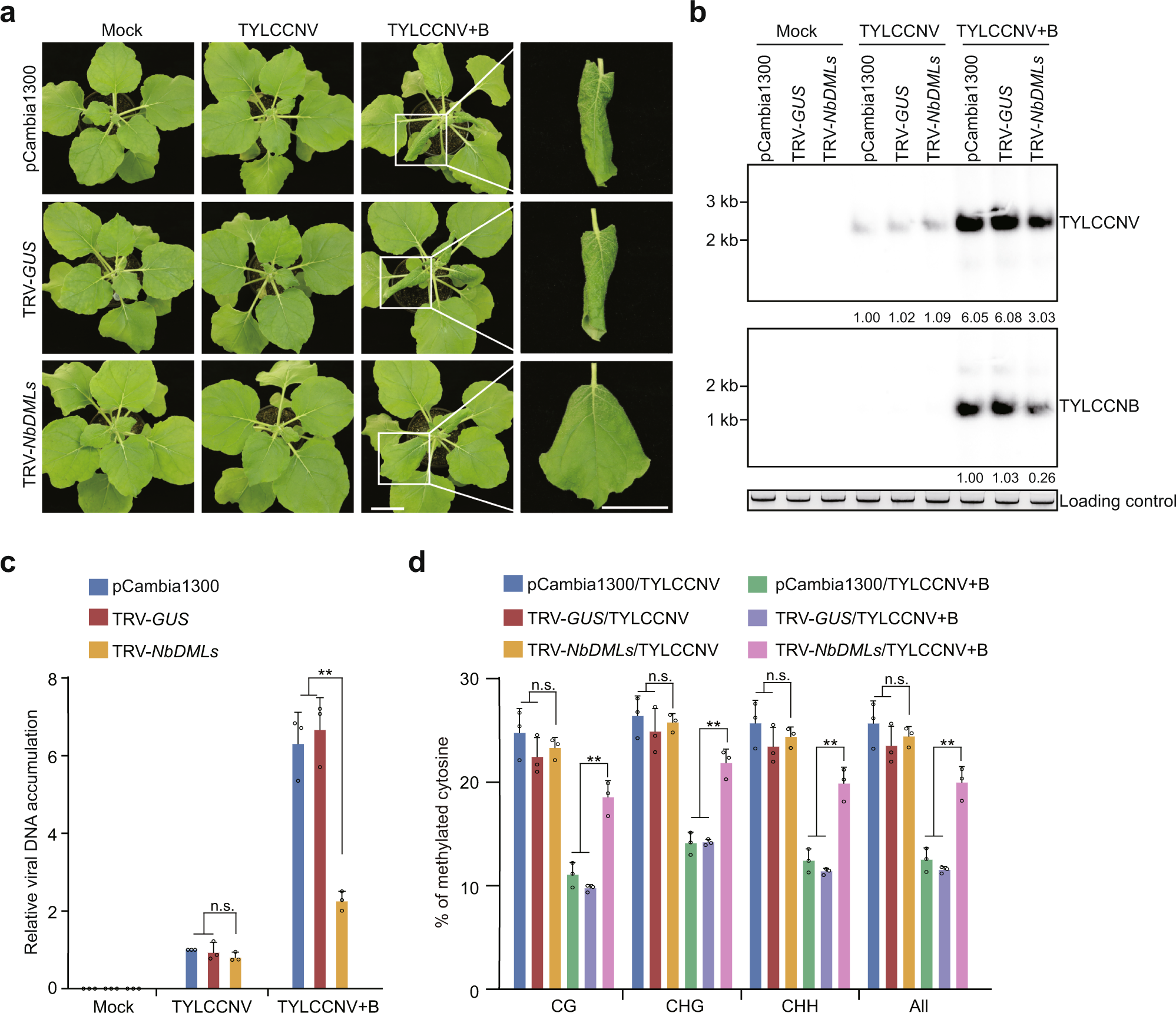Geminiviruses employ host DNA glycosylases to subvert DNA  methylation-mediated defense | Nature Communications