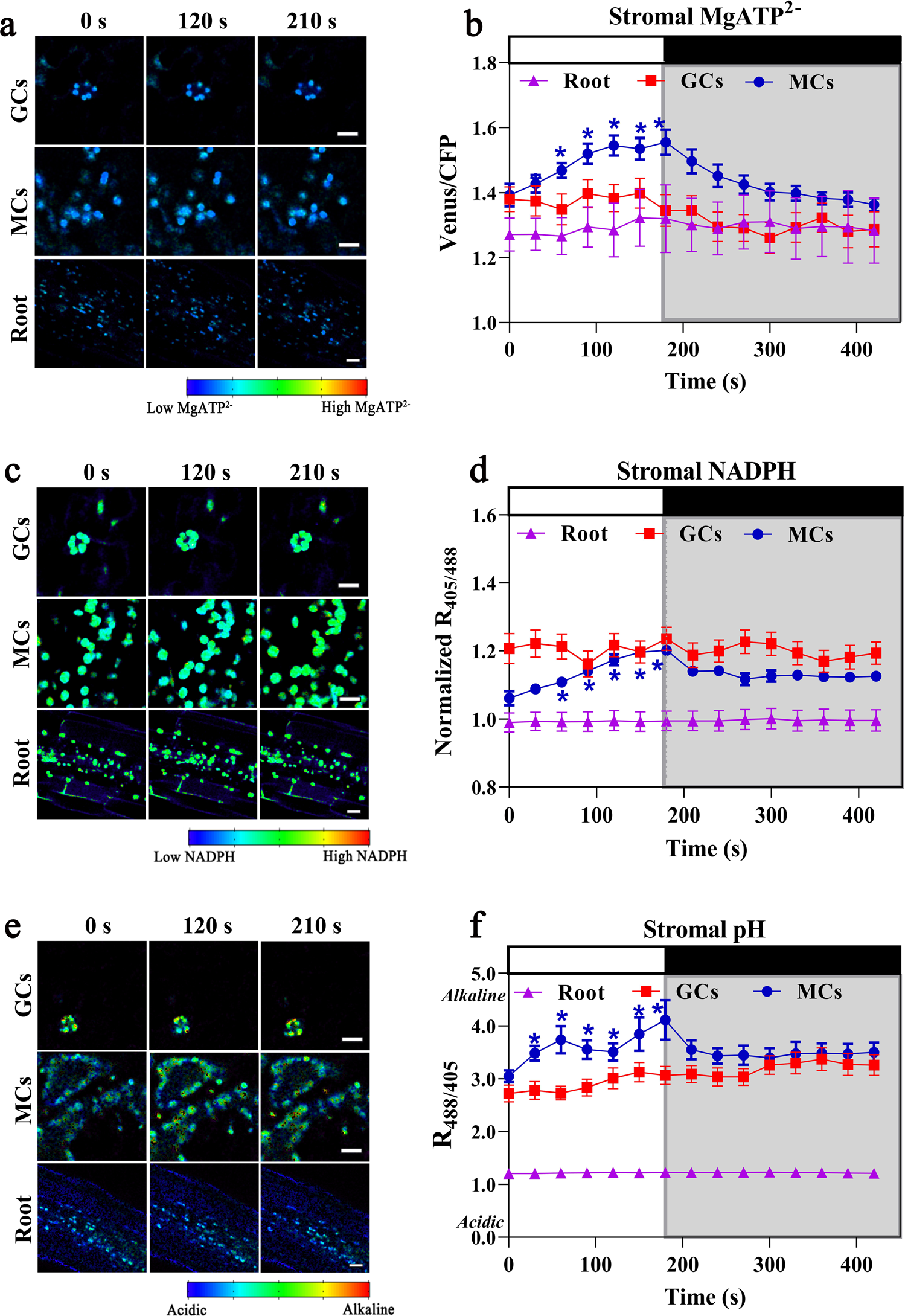 Fig. 2: Real-time light responses of stromal MgATP2–, NADPH and pH sensors in 21-day-old plants.