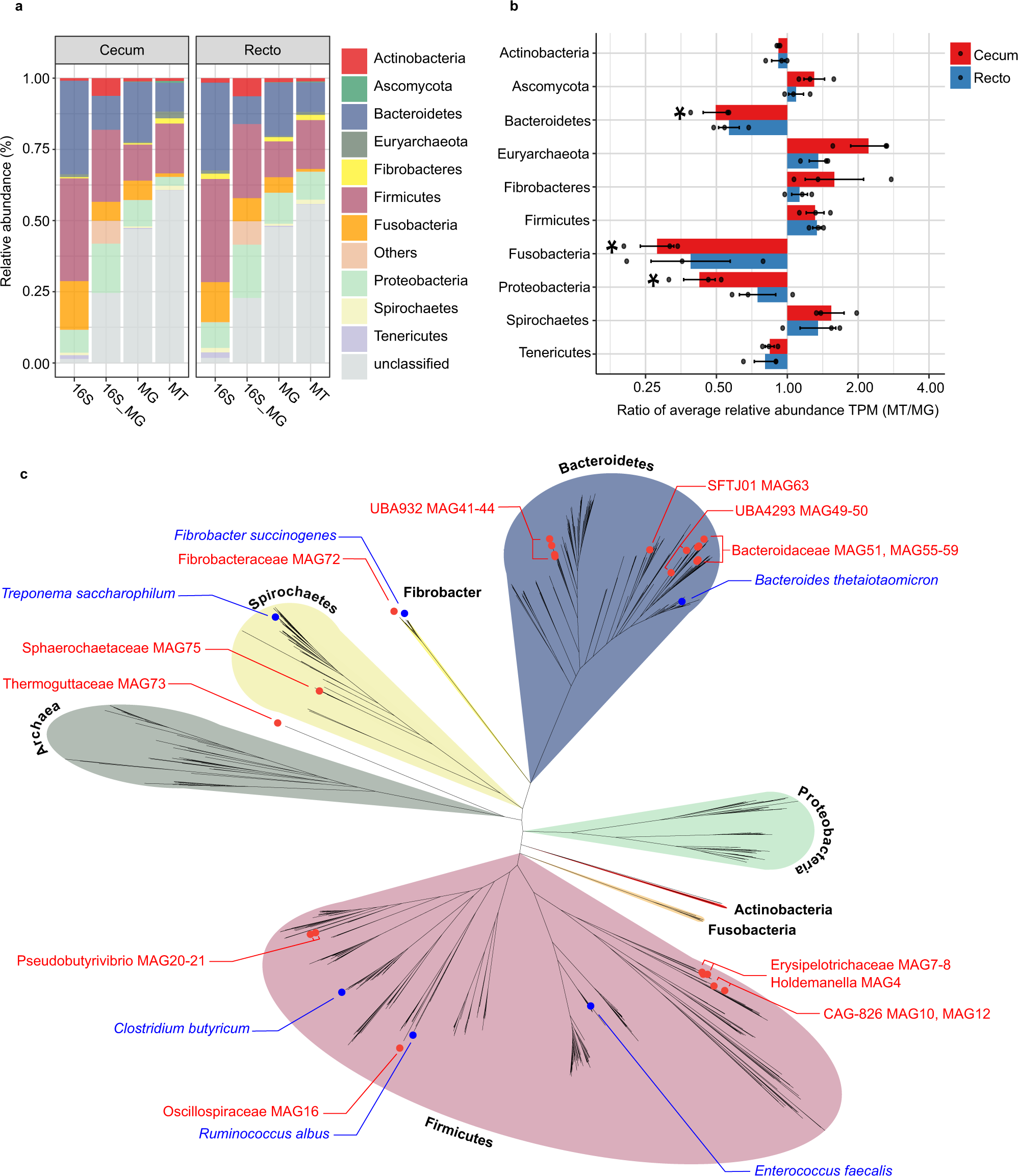 Fig. 2: Microbial taxonomic composition of capybara gut microbiome.