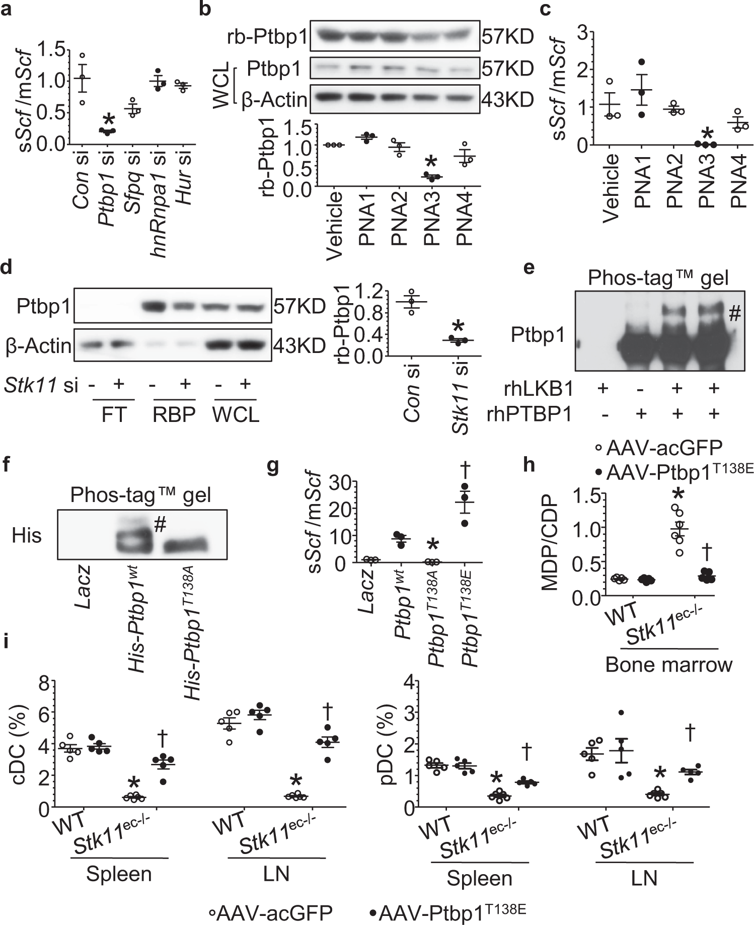 Fig. 5: Lkb1-dependent Ptbp1 phosphorylation promotes Scf exon 6 retention to induce the formation of soluble stem cell factor (sScf) and drives DC differentiation.