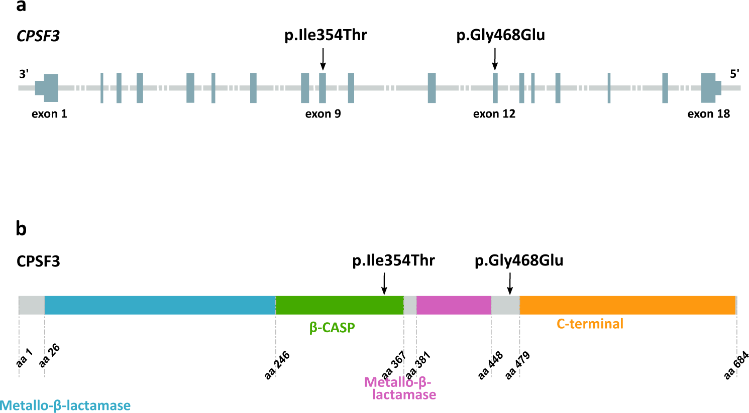 Fig. 1: Structure of CPSF3 (RefSeq transcript NM_016207.3) and location of the two missense variants found in homozygous state in patients with a severe intellectual disability syndrome.
