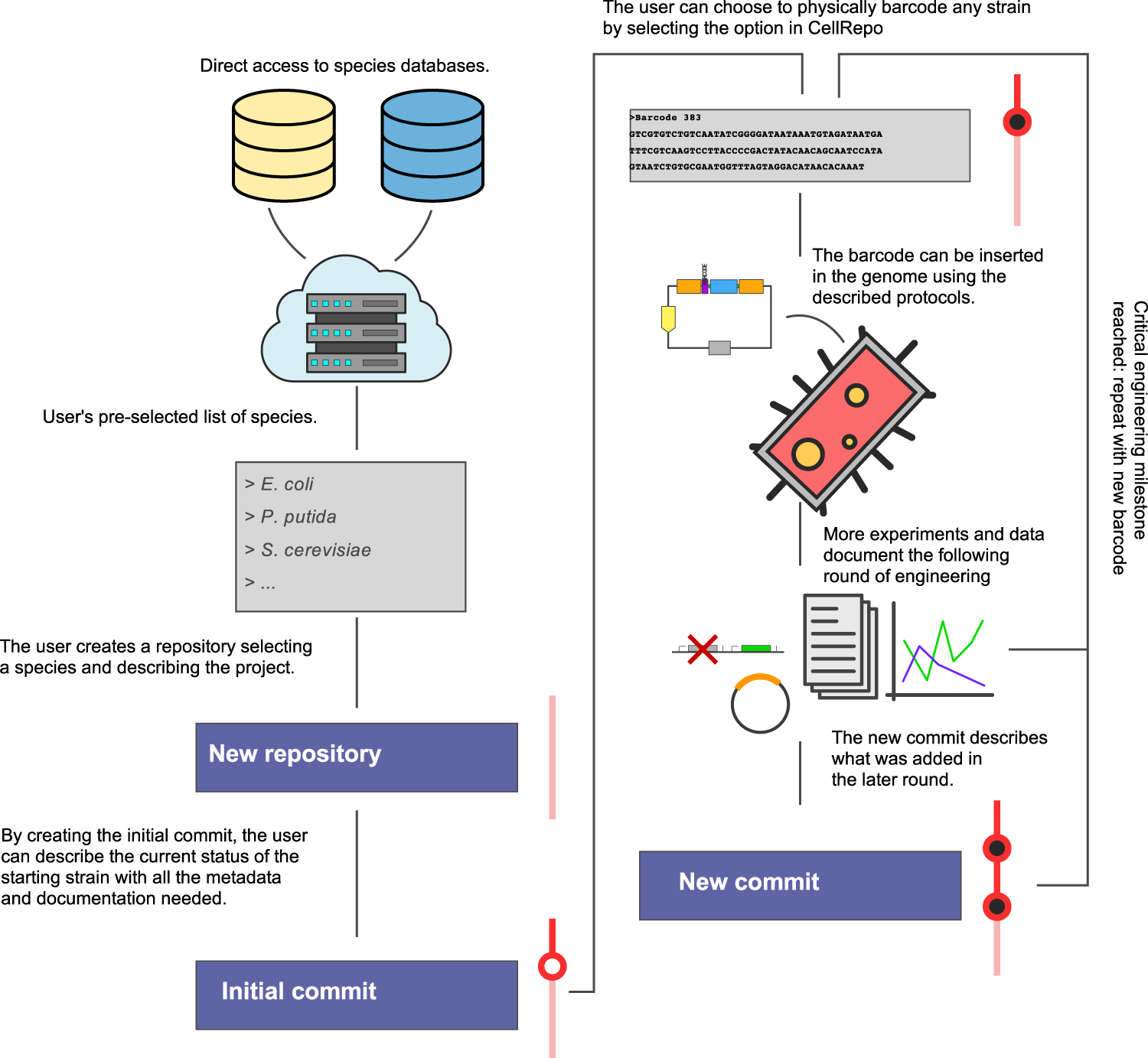 Fig. 4: CellRepo usage workflow.