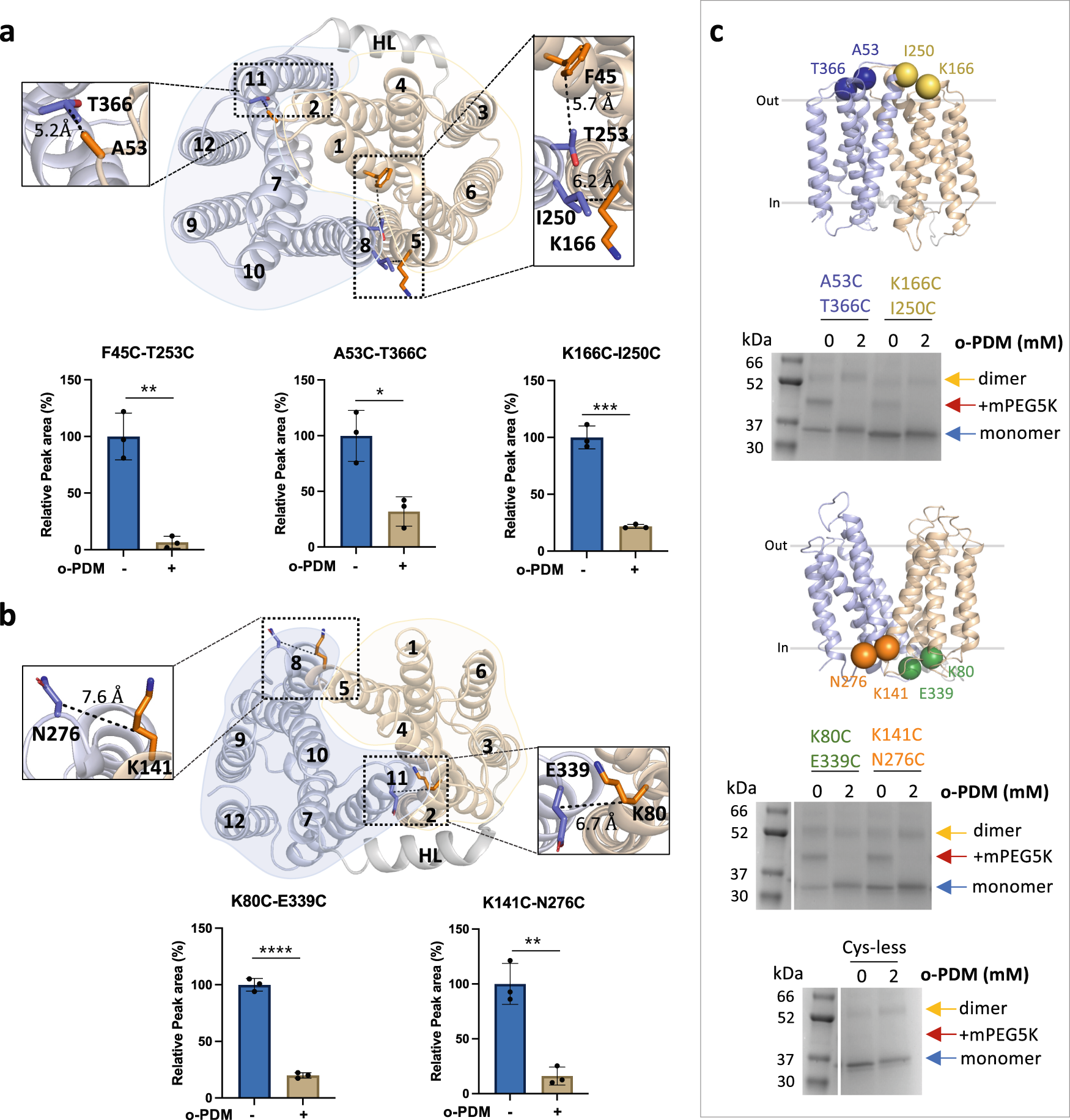Fig. 2: LtaA adopts inward- and outward-facing states.