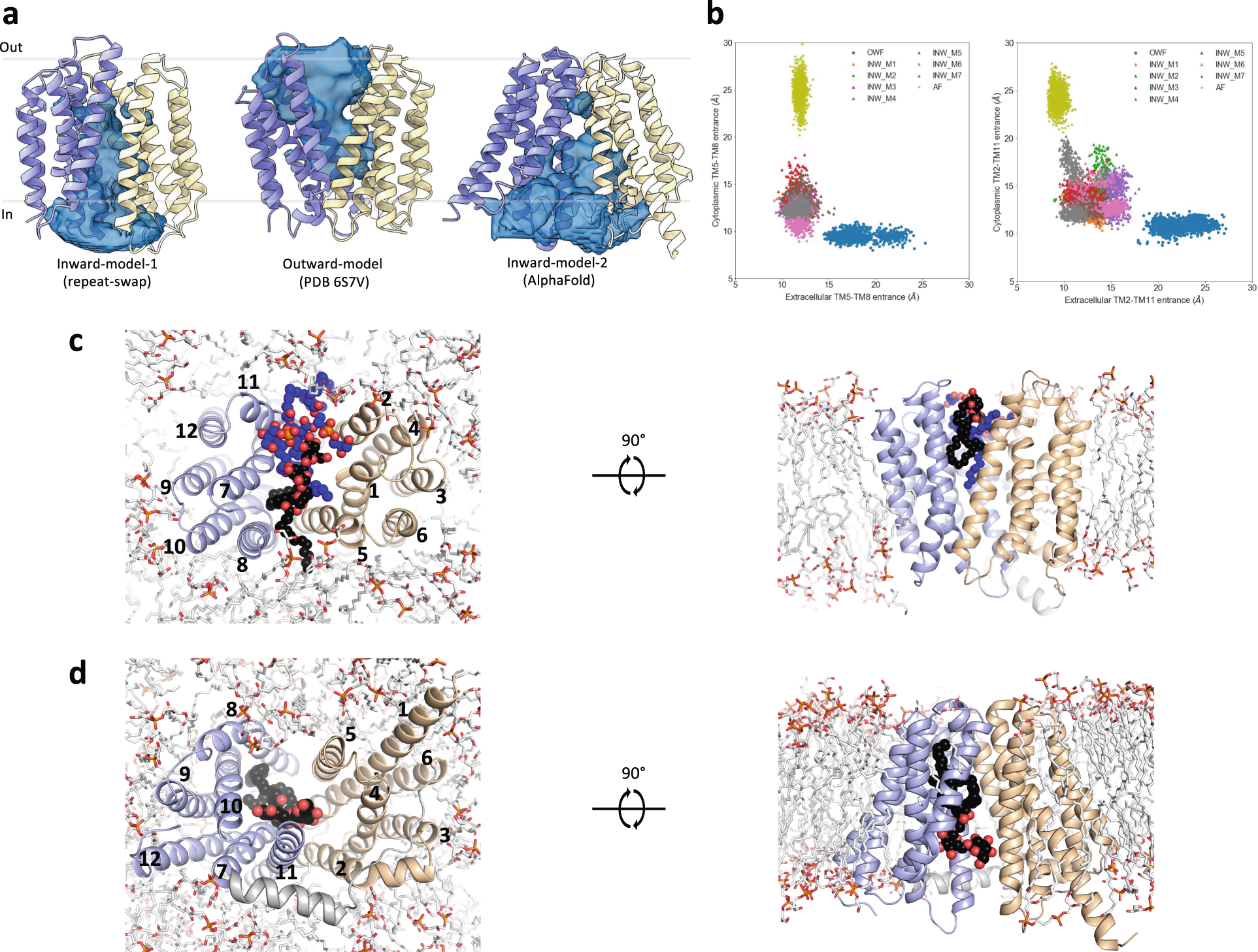 Fig. 3: Lateral openings facilitate access of glycolipids to the central translocation pathway.