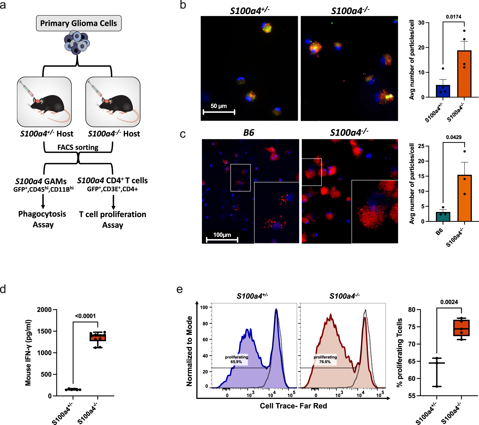 Fig. 7: S100a4 deletion enhances phagocytosis in myeloid cells and increases T cell activation.