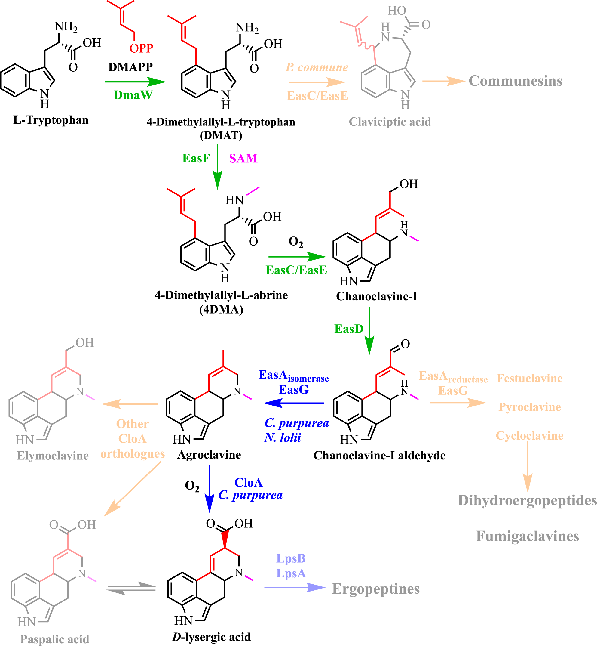 Reconstituting the complete biosynthesis of D-lysergic acid in yeast |  Nature Communications