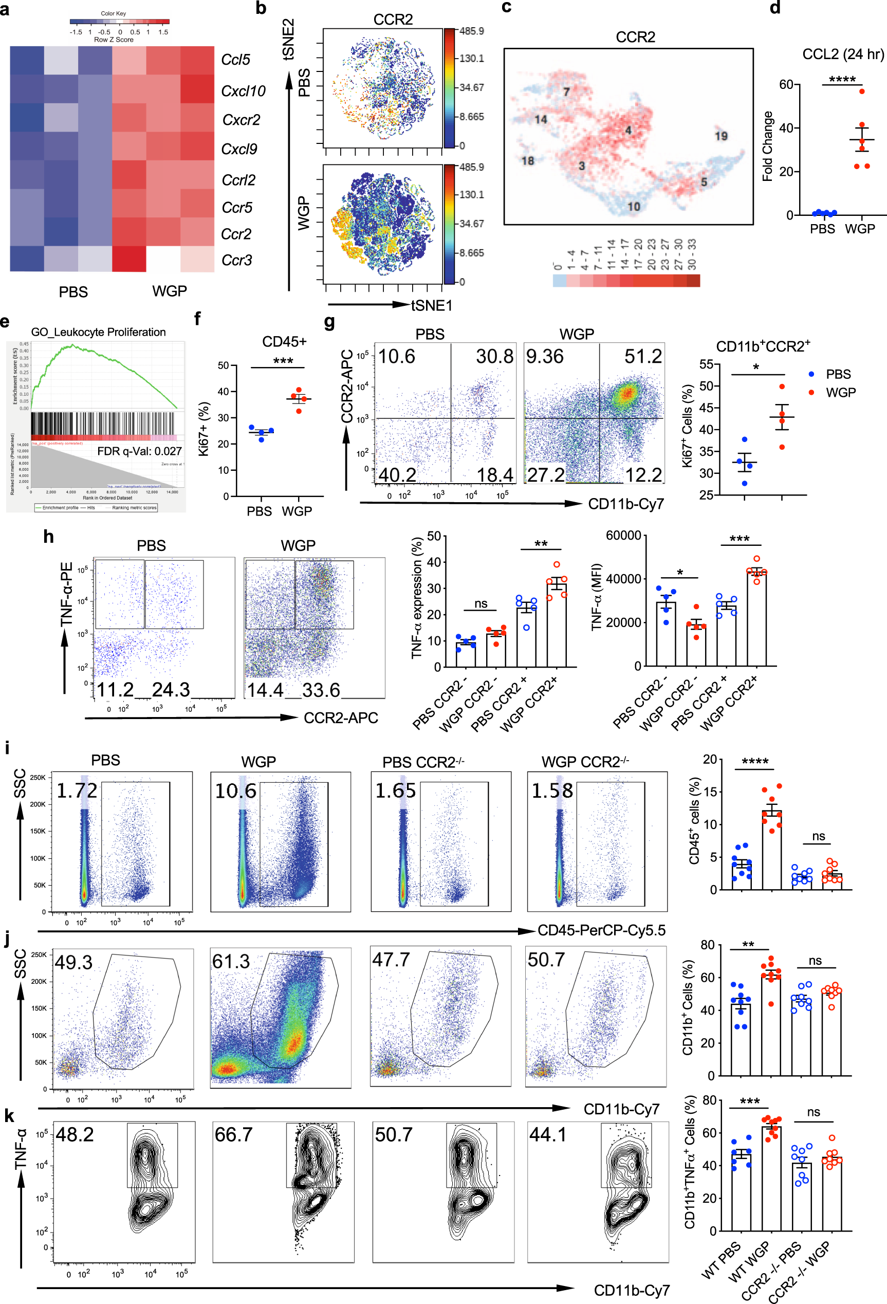 Fig. 4: CCR2 is required for immune cell trafficking into the pancreas.
