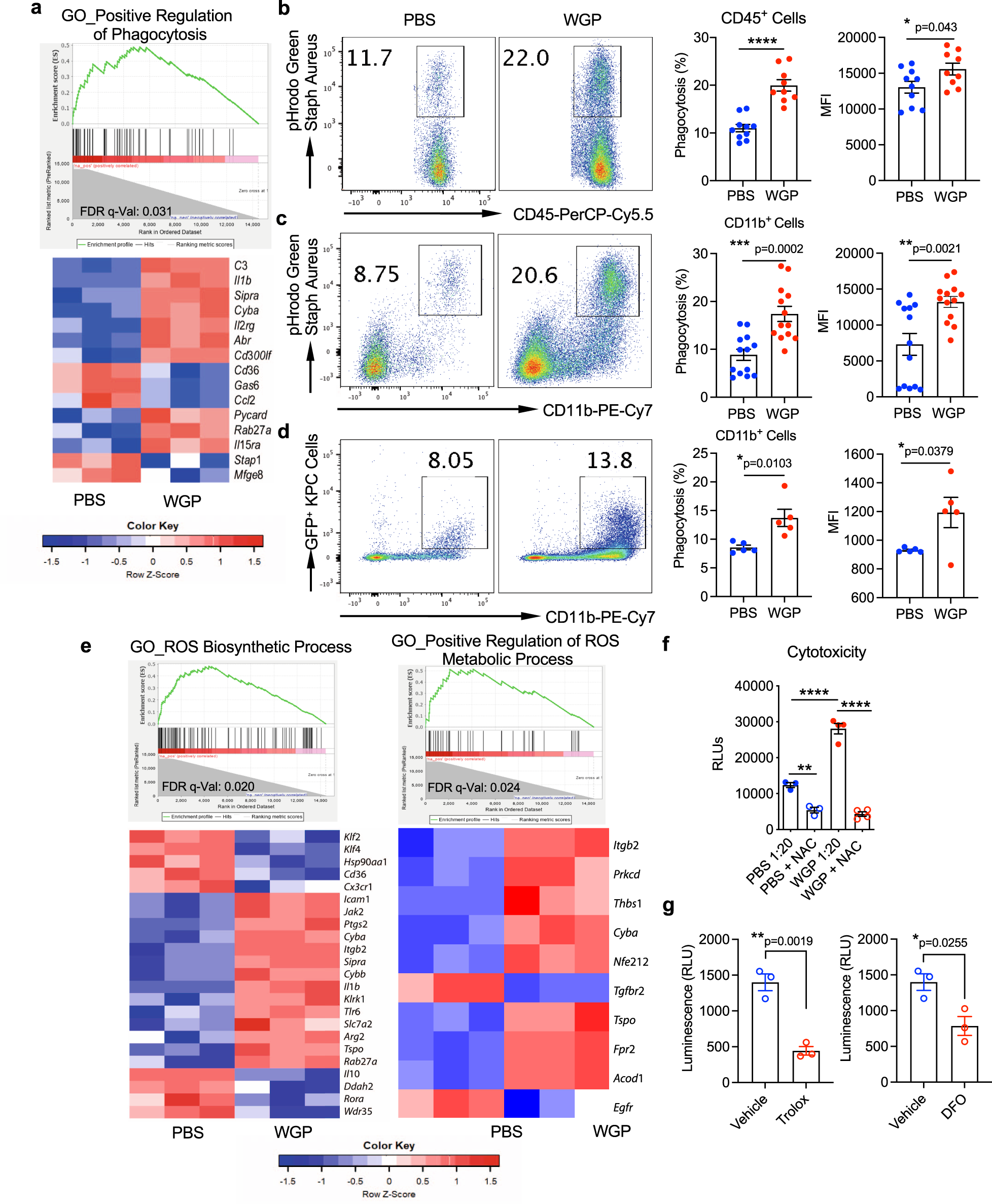 Fig. 5: WGP-trained pancreatic infiltrating myeloid cells show enhanced phagocytosis and ROS-mediated cytotoxicity.
