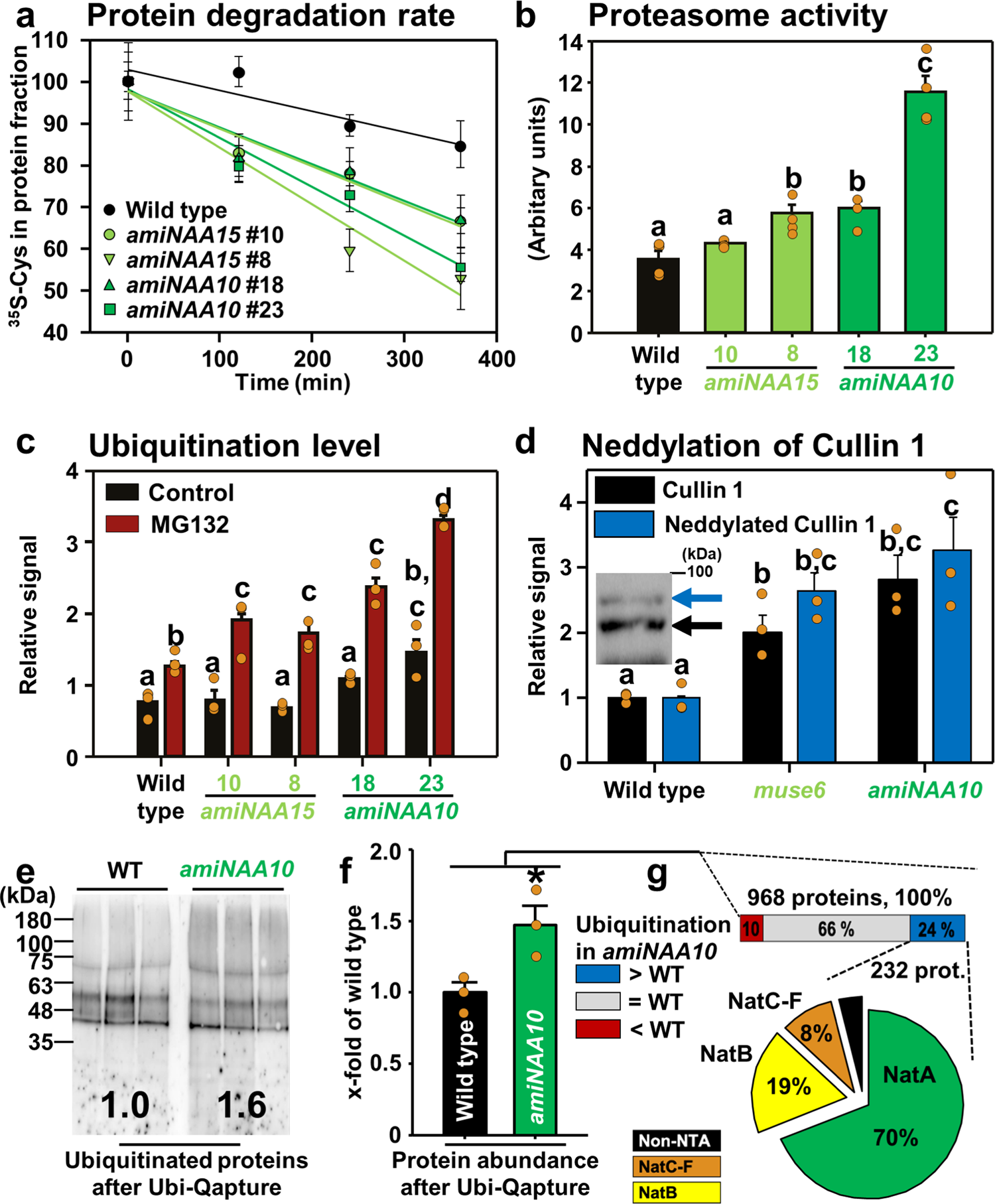 Cotranslational N-degron masking by acetylation promotes proteome stability  in plants | Nature Communications